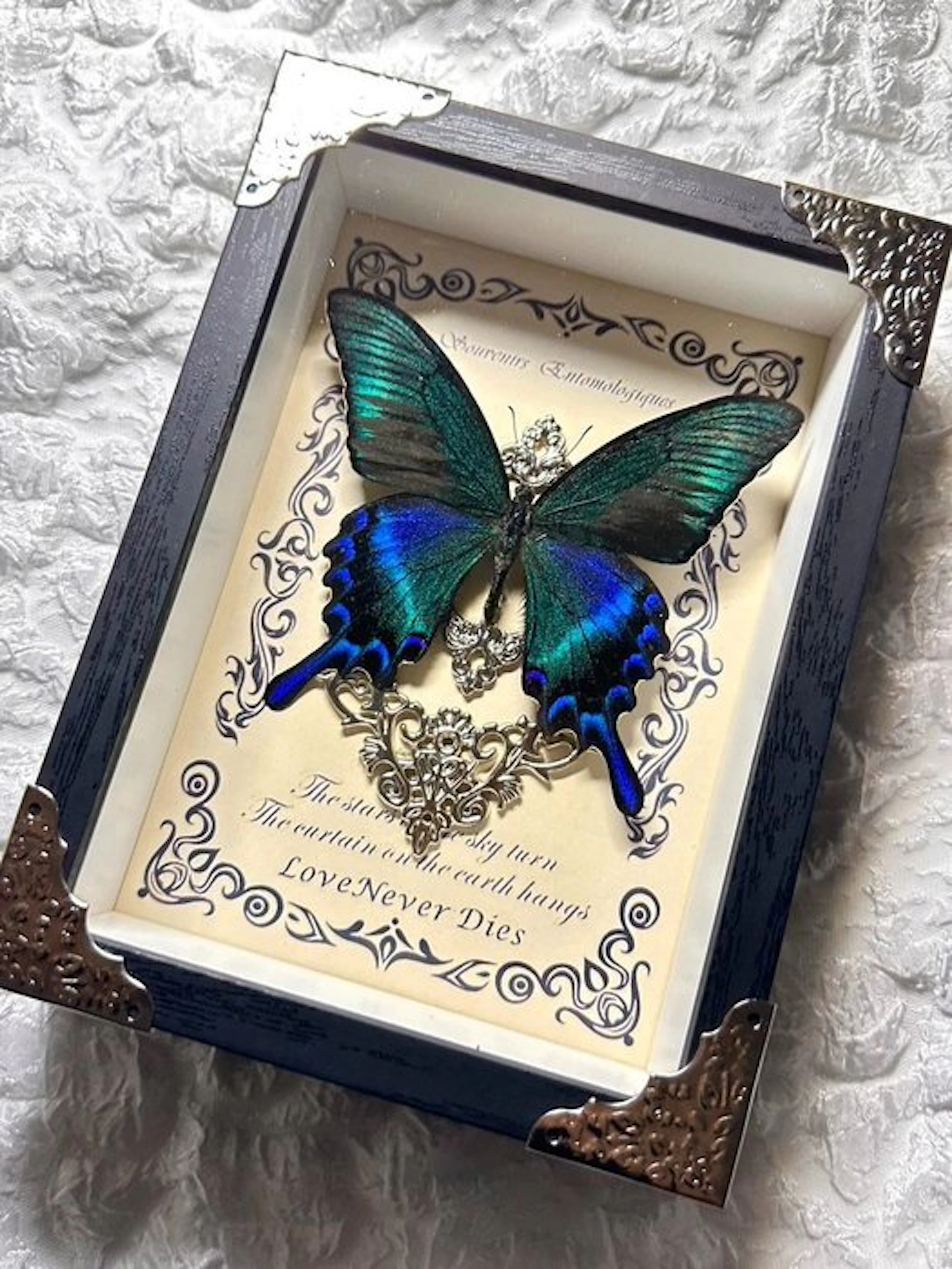 Butterfly specimen Taxidermy wall mount - Papilio maackii...
