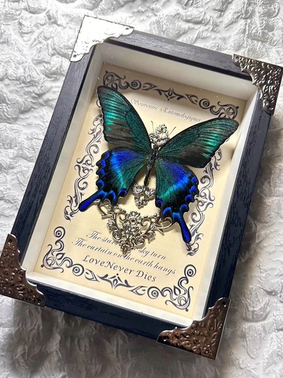 Butterfly specimen Taxidermy wall mount - Papilio maackii...