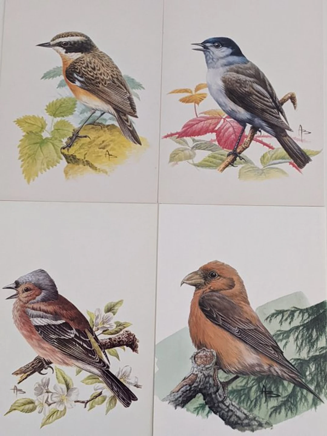 Belgium - Birds by A. Buzin - cards