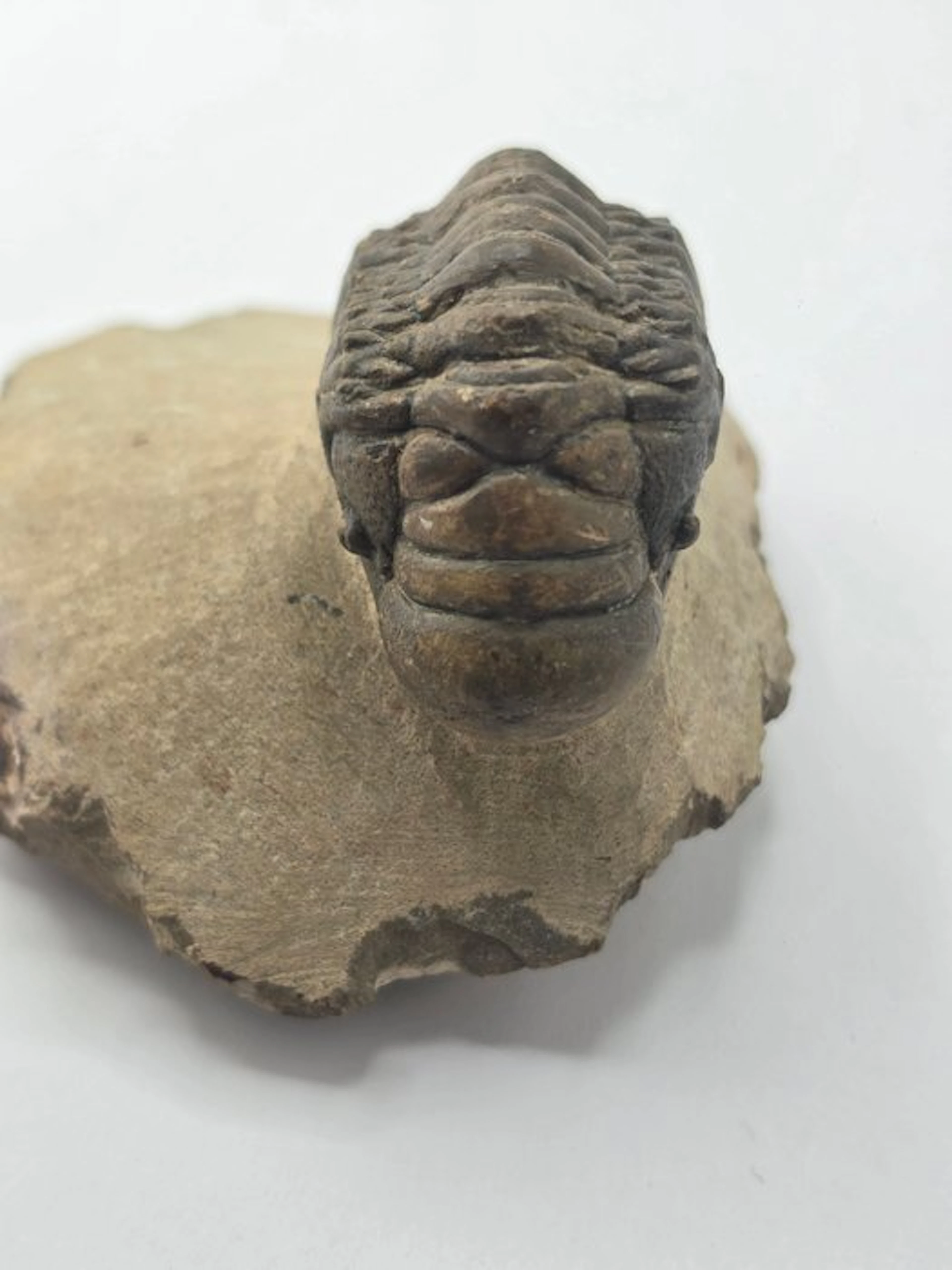 Trilobite - Fossilised animal - Crotacephalina Gibbosa - 9 cm (No