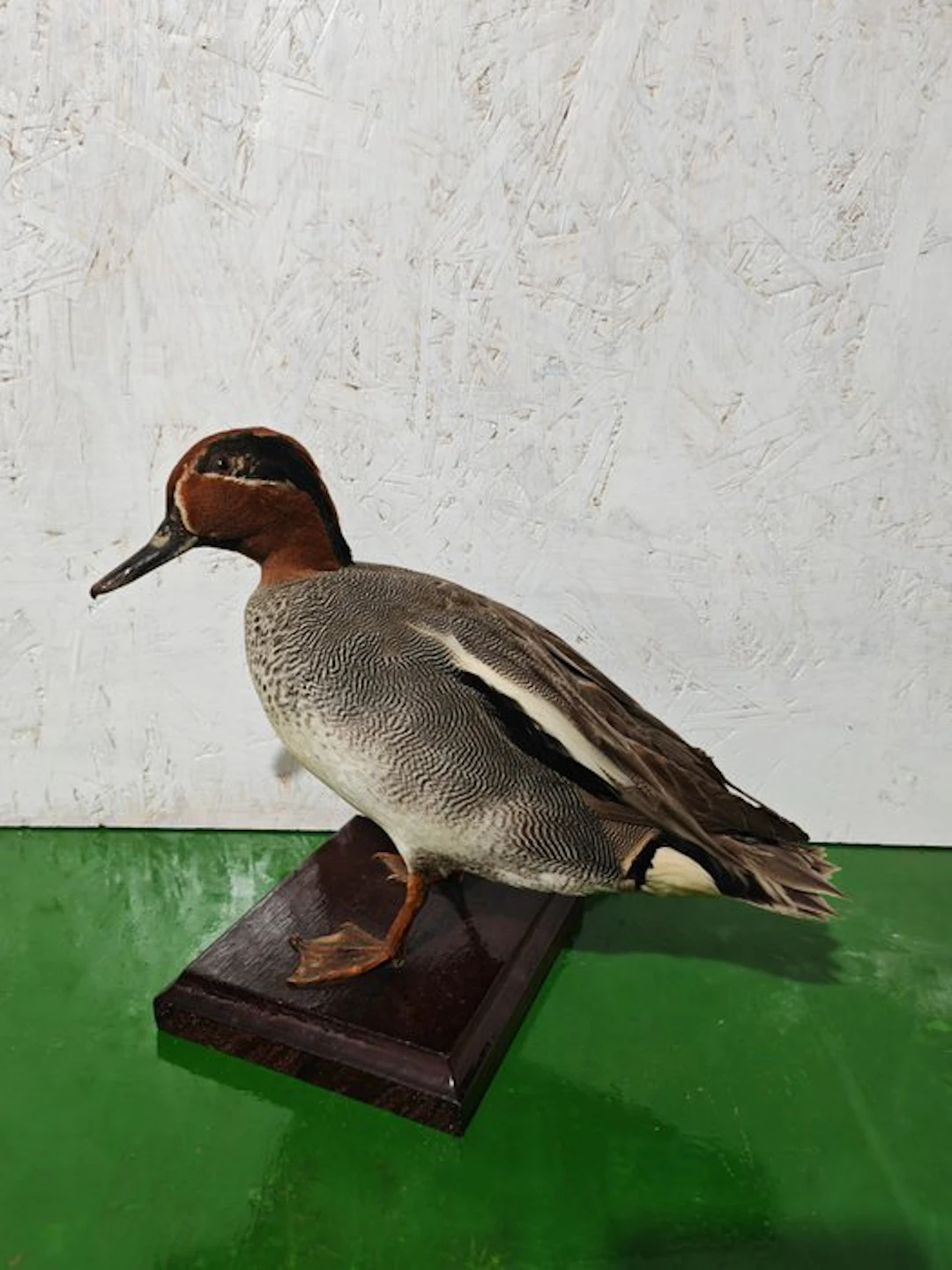 Teal Taxidermy full body mount - Anas crecca - 26 cm - 19 cm - 24 cm - 1