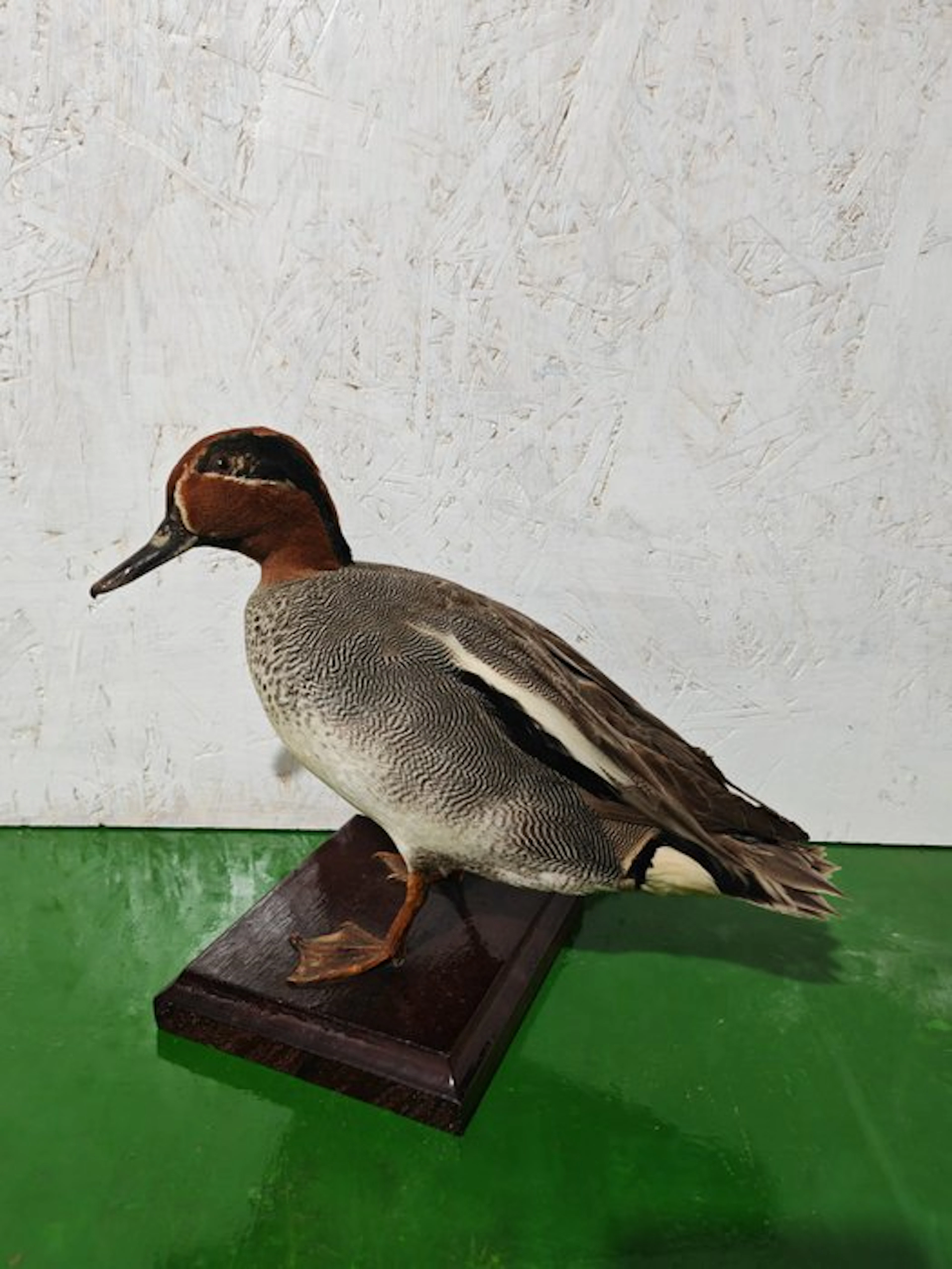 Teal Taxidermy full body mount - Anas crecca - 26 cm - 19 cm - 24 cm - 1