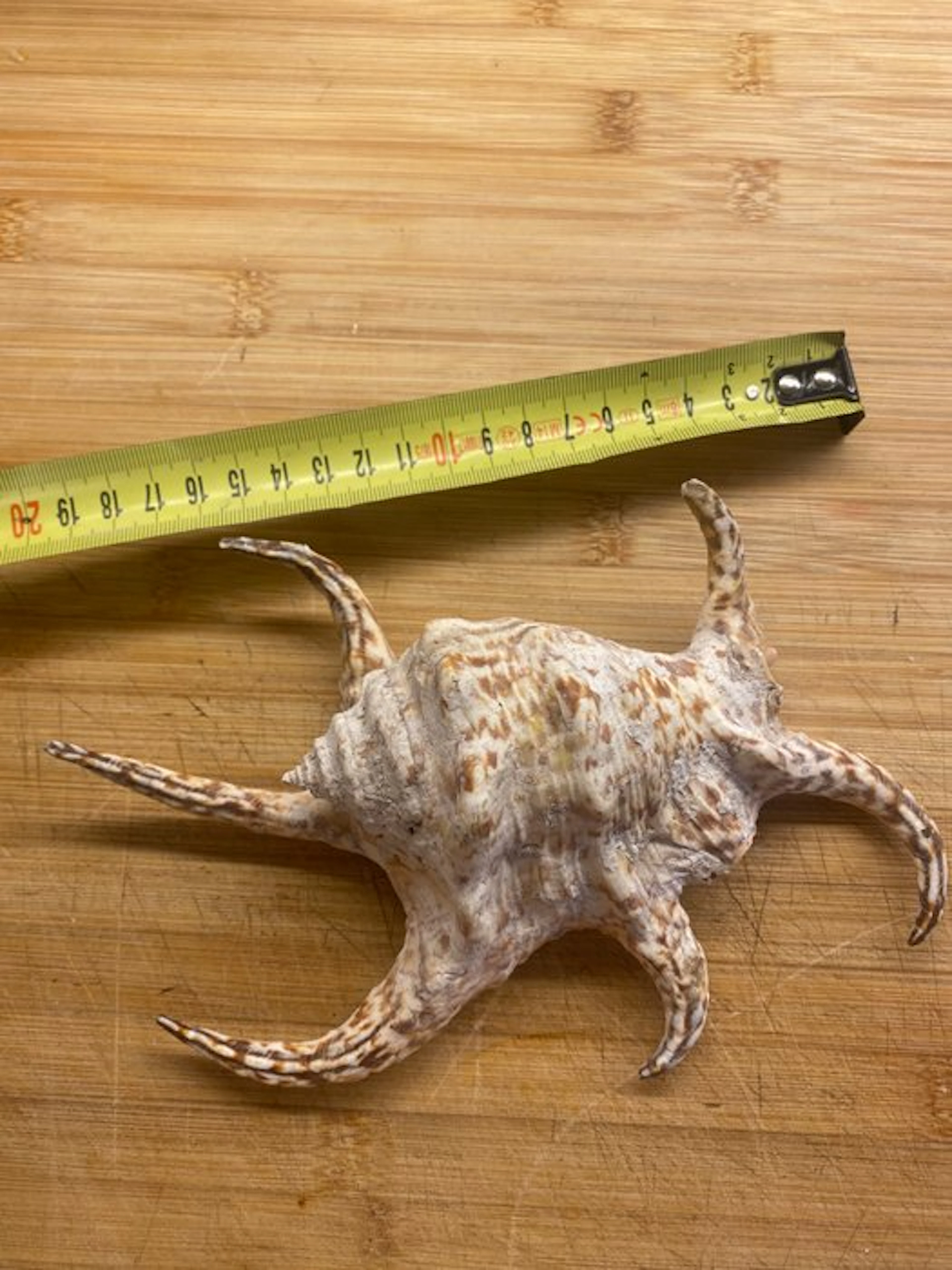 Conch Sea shell - Chicoreus (No reserve price)