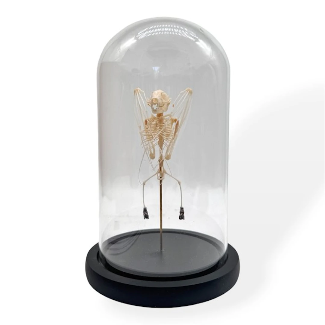 Bat skeleton in a glass bell jar Taxidermy full body mount - Chiroptera sp