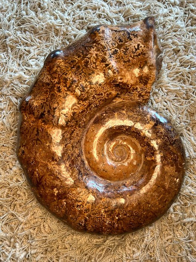 Ammonite - Fossilised shell - XL Cleoniceras spp. - 30 cm