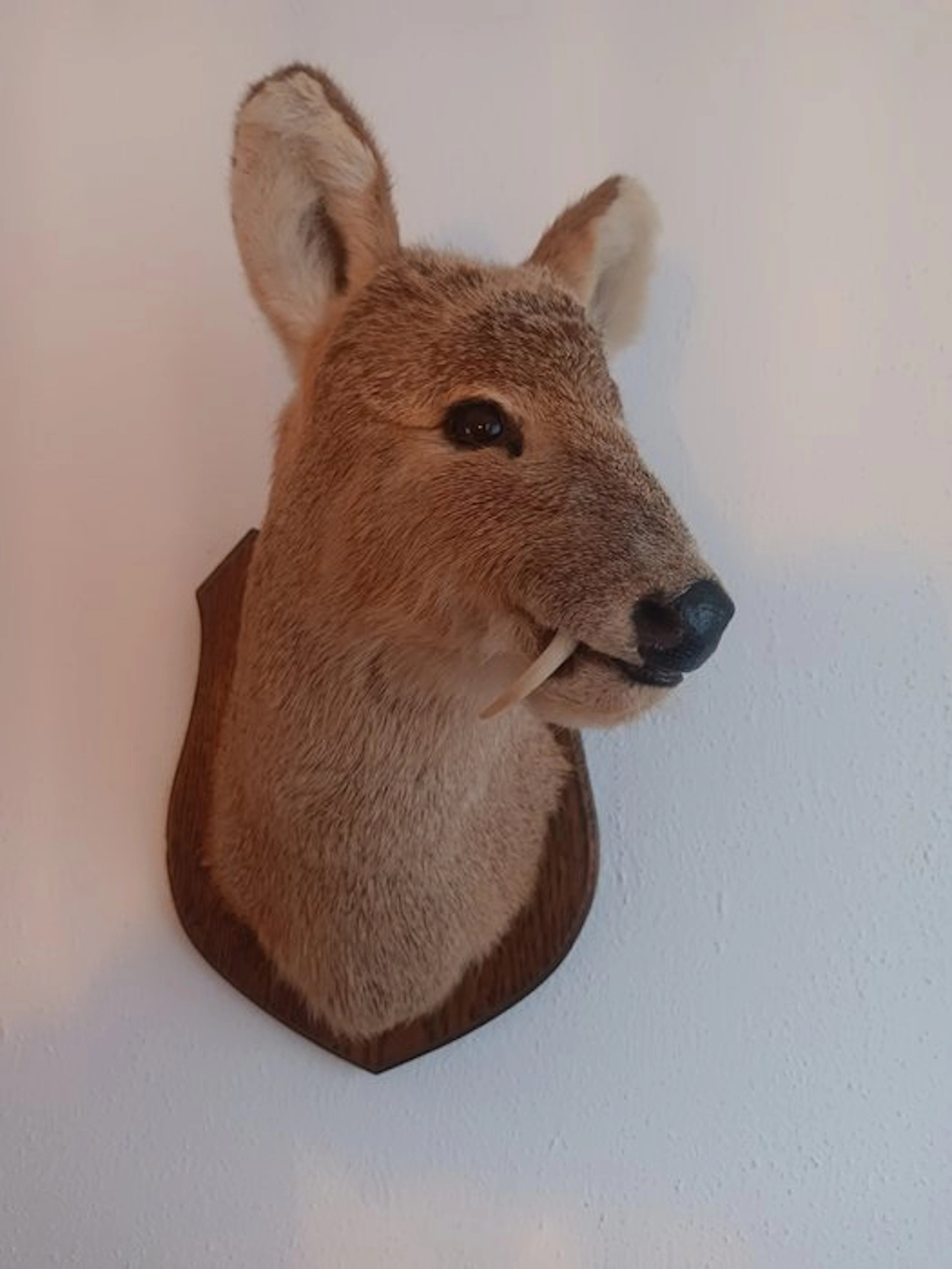 Chinese water deer Taxidermy head mount - Hydropotes...