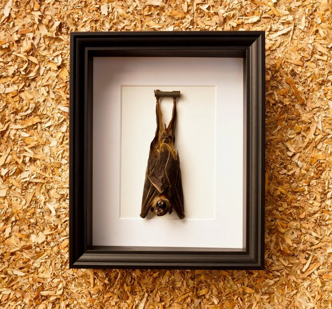 Bat Taxidermy full body mount - Cynopterus sphinx - 28.5...
