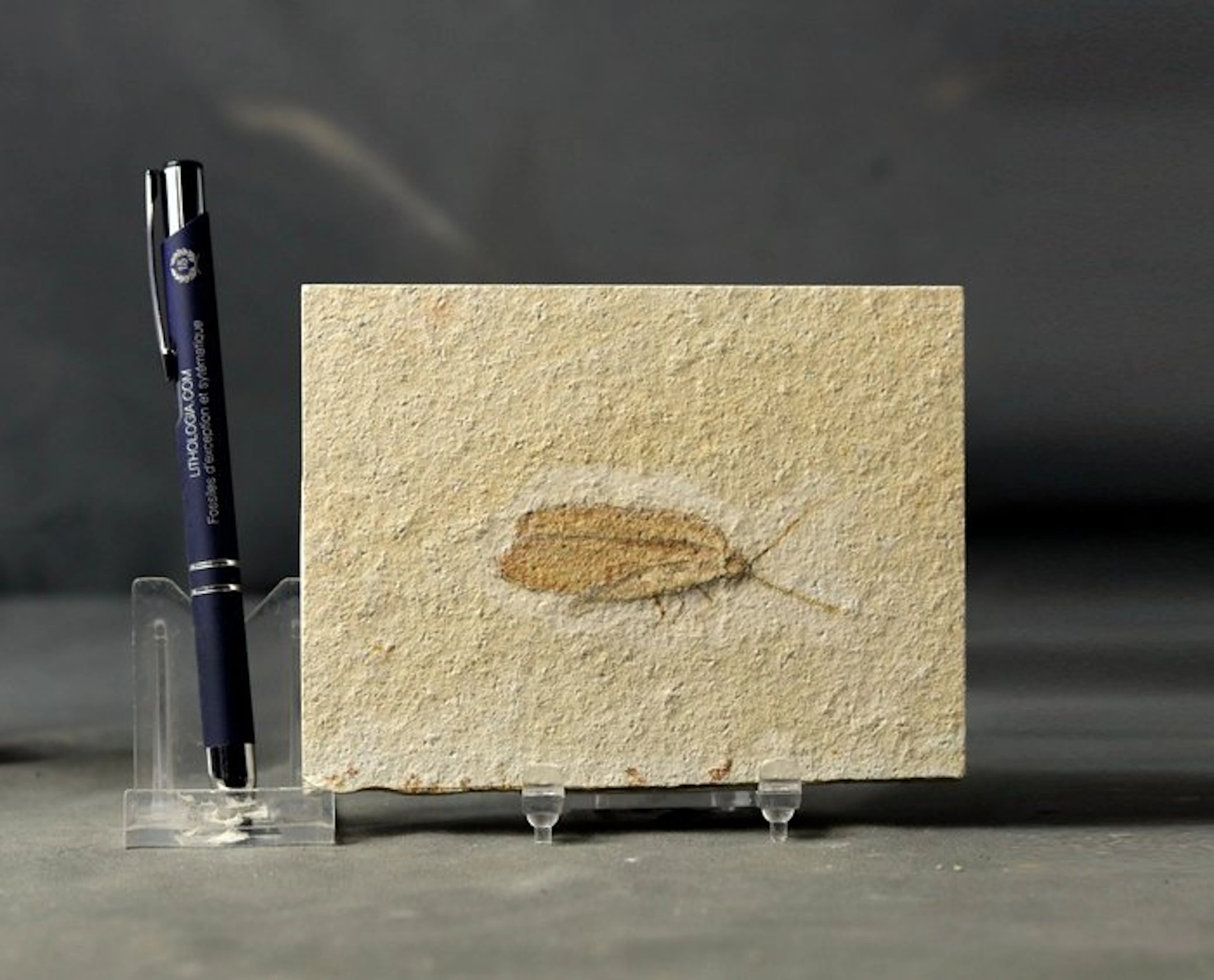 A finely preserved fossil insect (4.9 cm !! )...