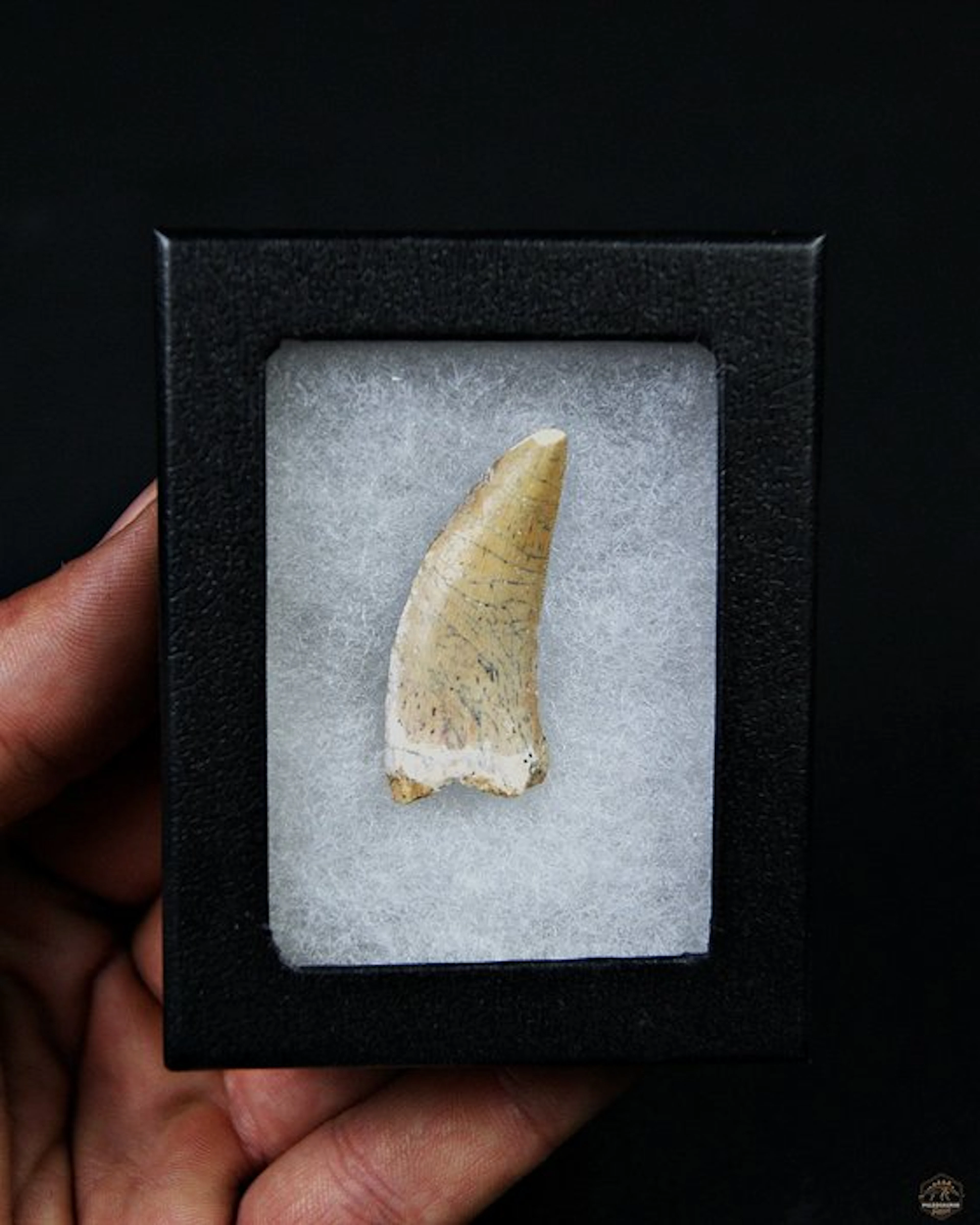 Dinosaur - Fossil tooth - Abelisaurio