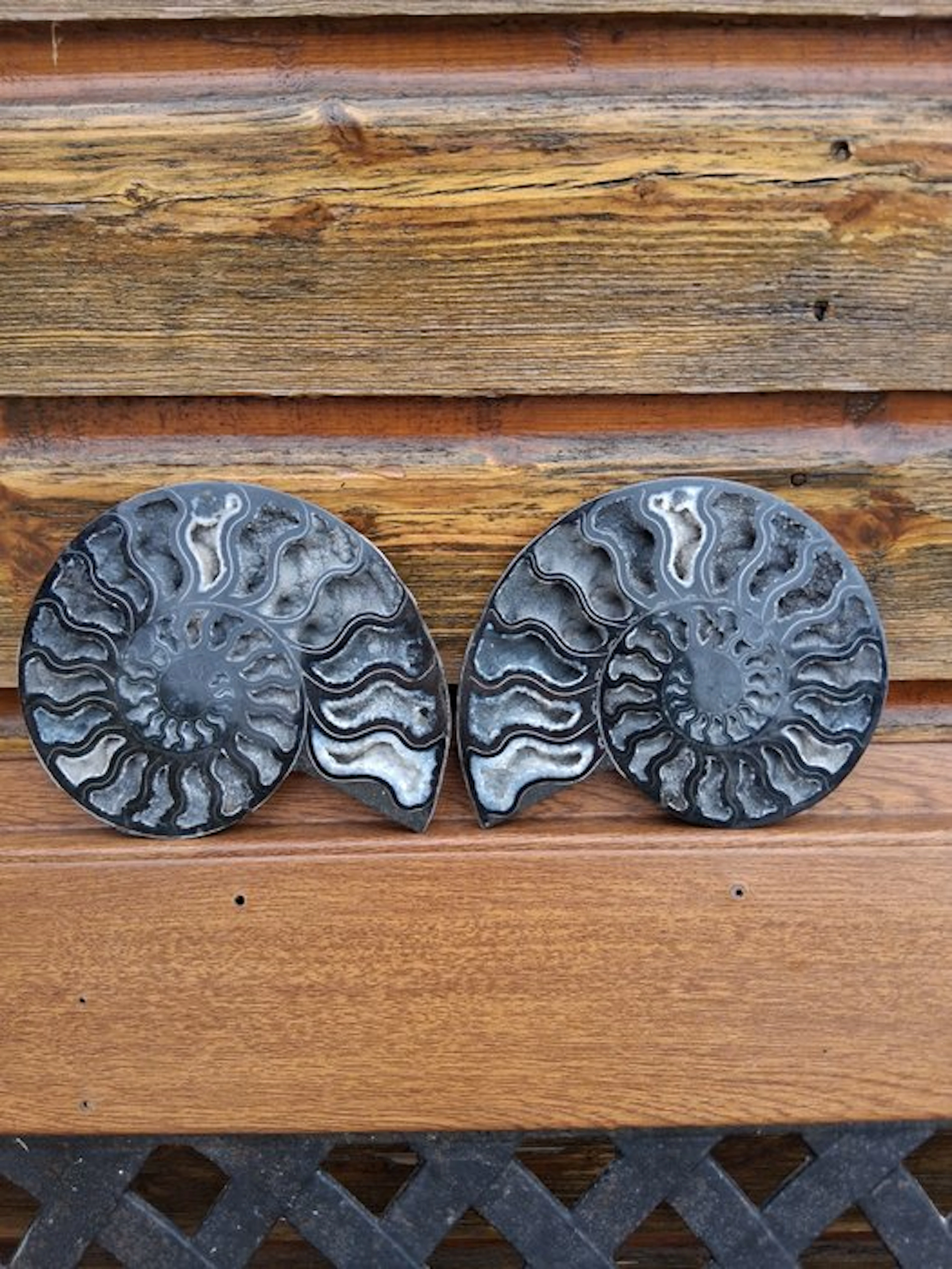 Ammonite - Fossilised animal - Aioloceras (Cleoniceras) sp. - 19 cm