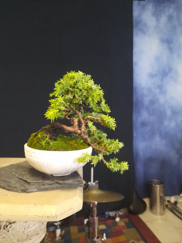 Juniper bonsai (Juniperus) - Height (Tree): 14 cm - Depth (Tree): 10 cm - Italy