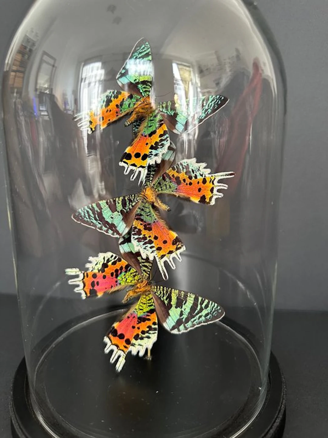 Madagascan Moon Moth Taxidermy full body mount...