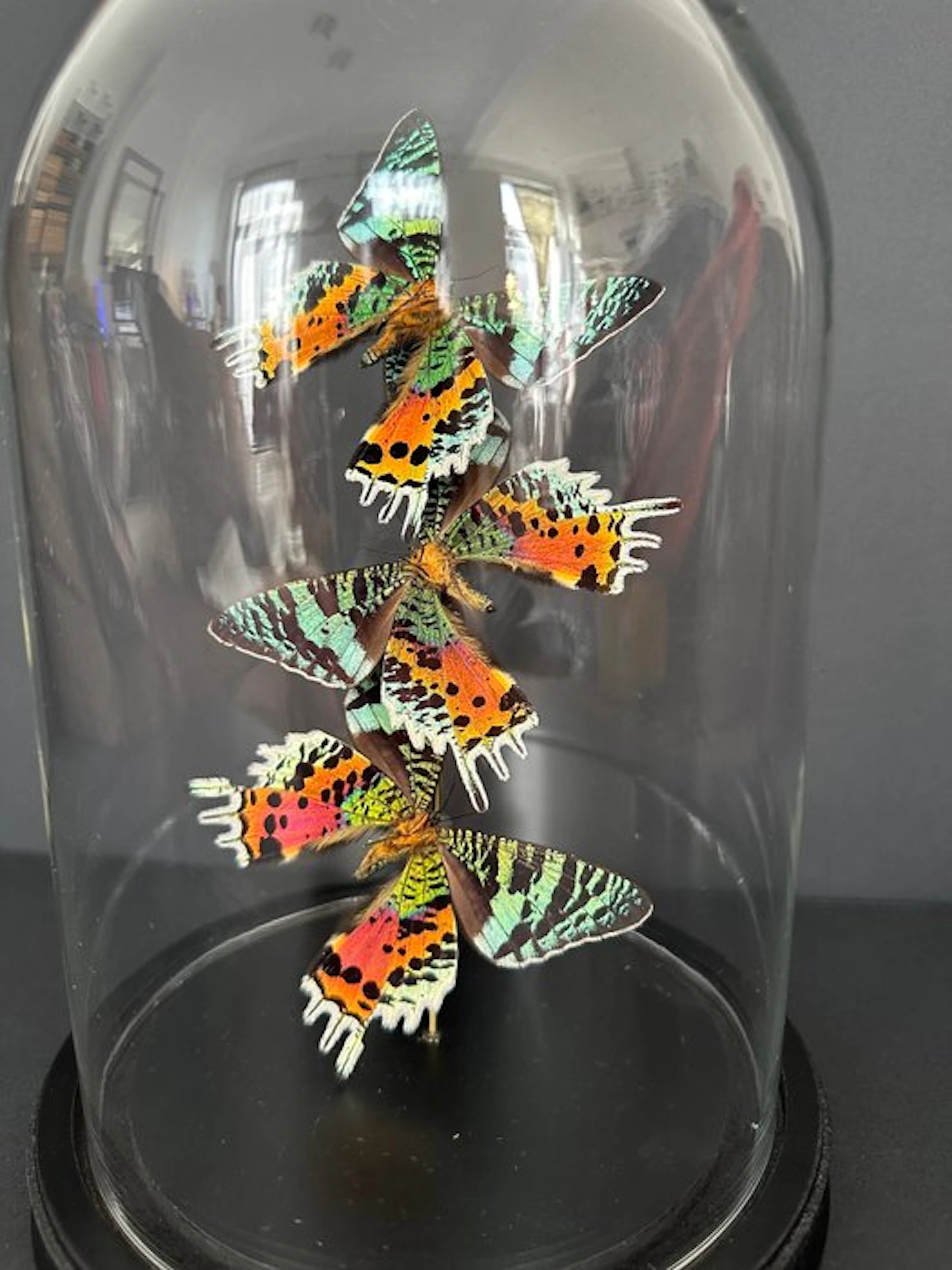 Madagascan Moon Moth Taxidermy full body mount...
