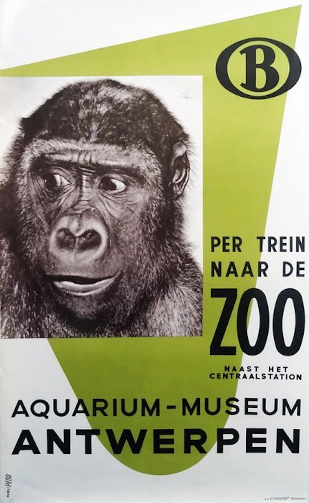 Studio Peso - Ontmoet gorilla Gust in de ZOO van Antwerpen - 1950s
