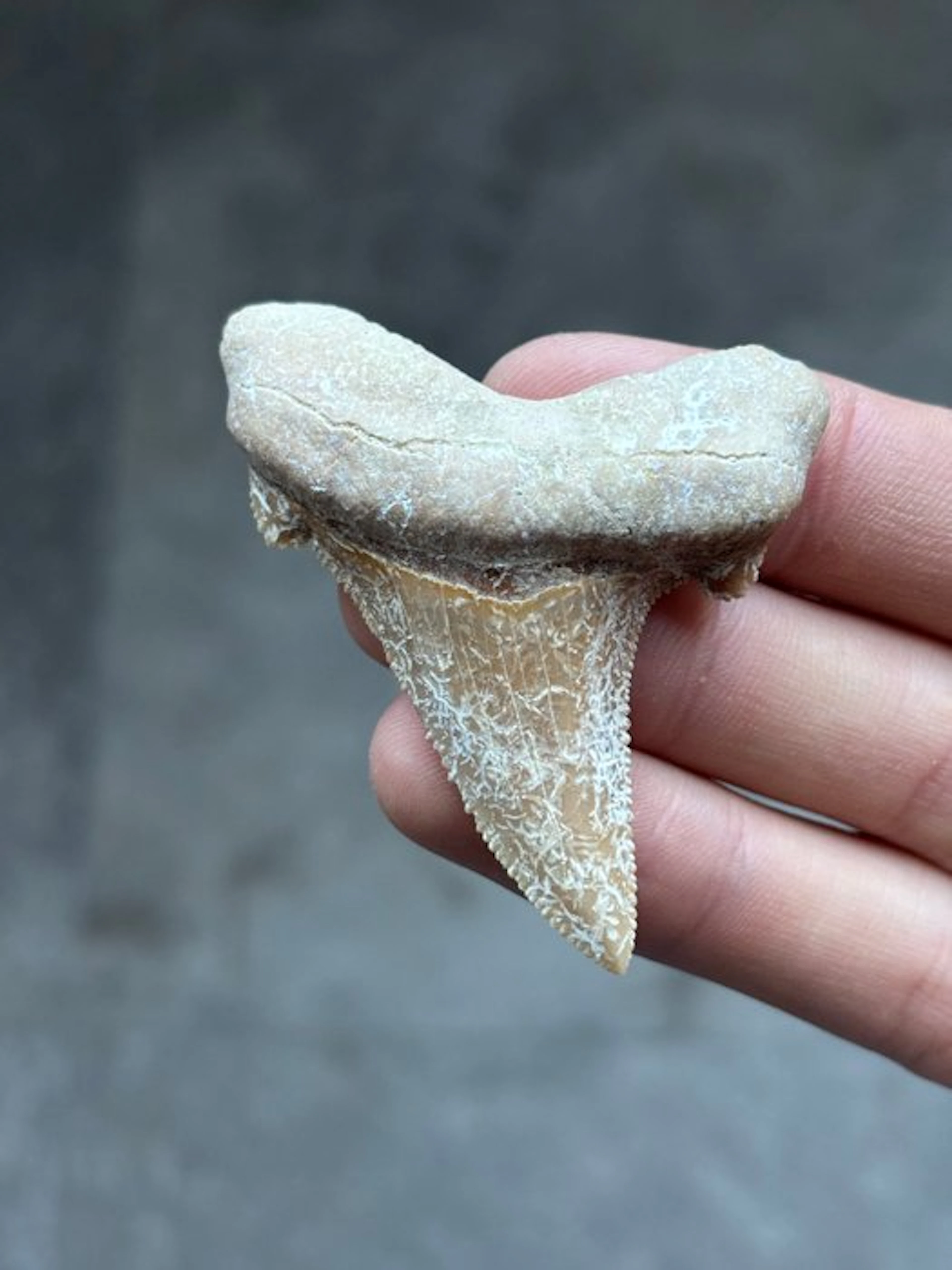 Shark - Fossil tooth - Otodus Sokolovi - 6.58 cm