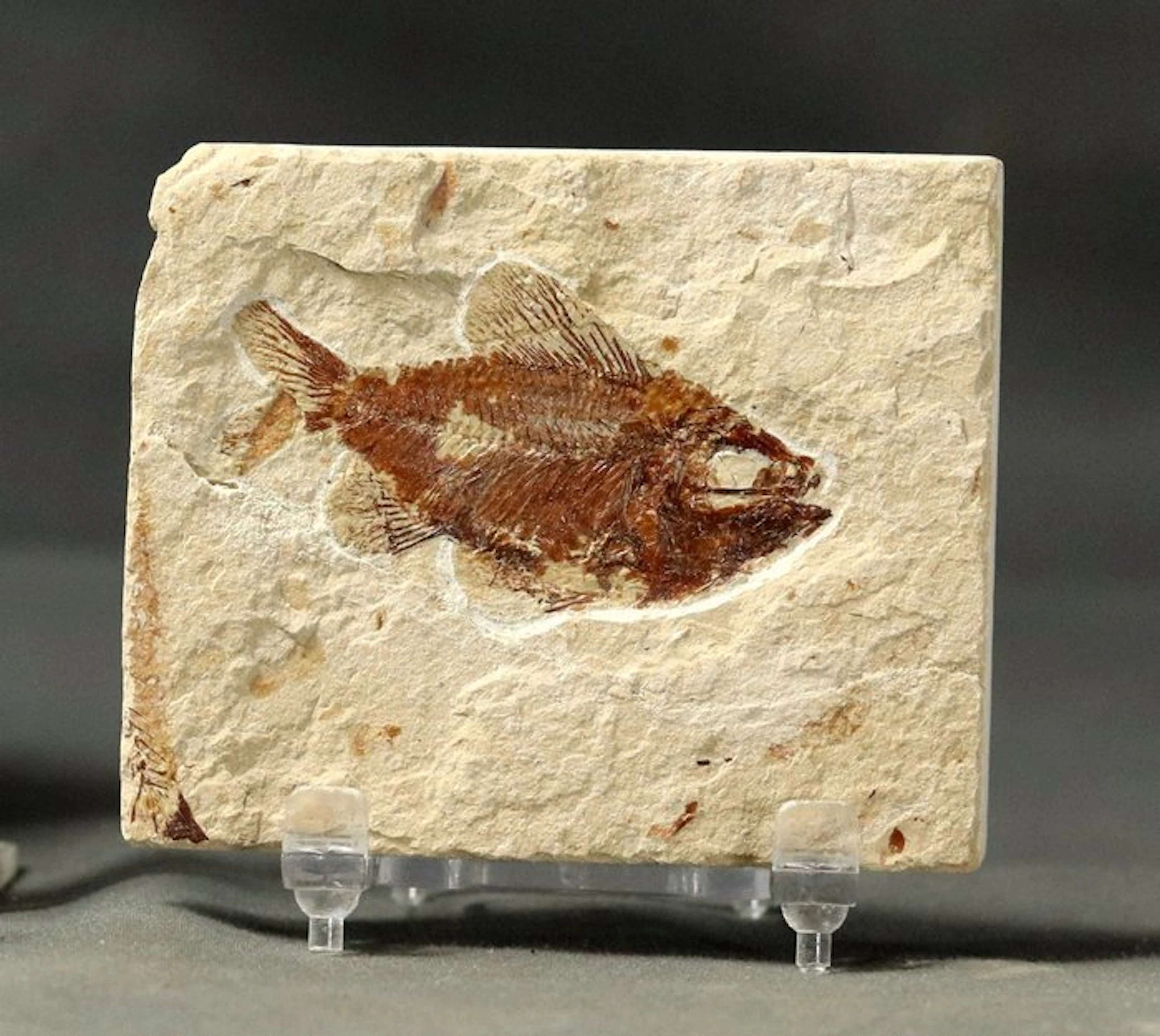 Finest fossil fish on stone - - Fossilised animal...