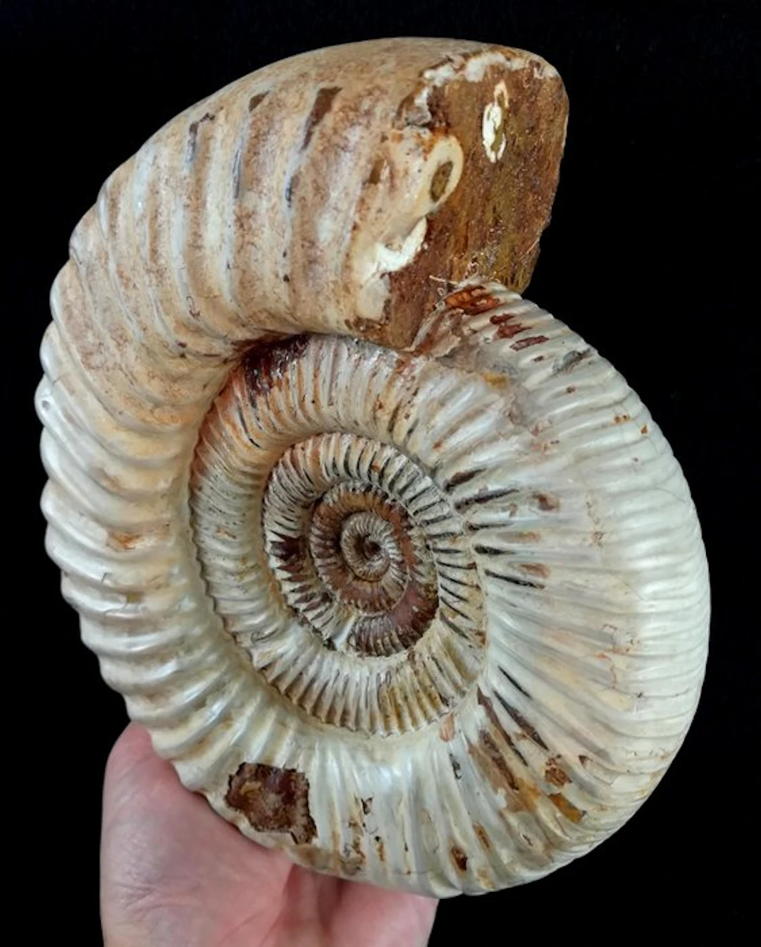 Ammonite - Fossilised animal - Kranosphinctes rabei (Collignon