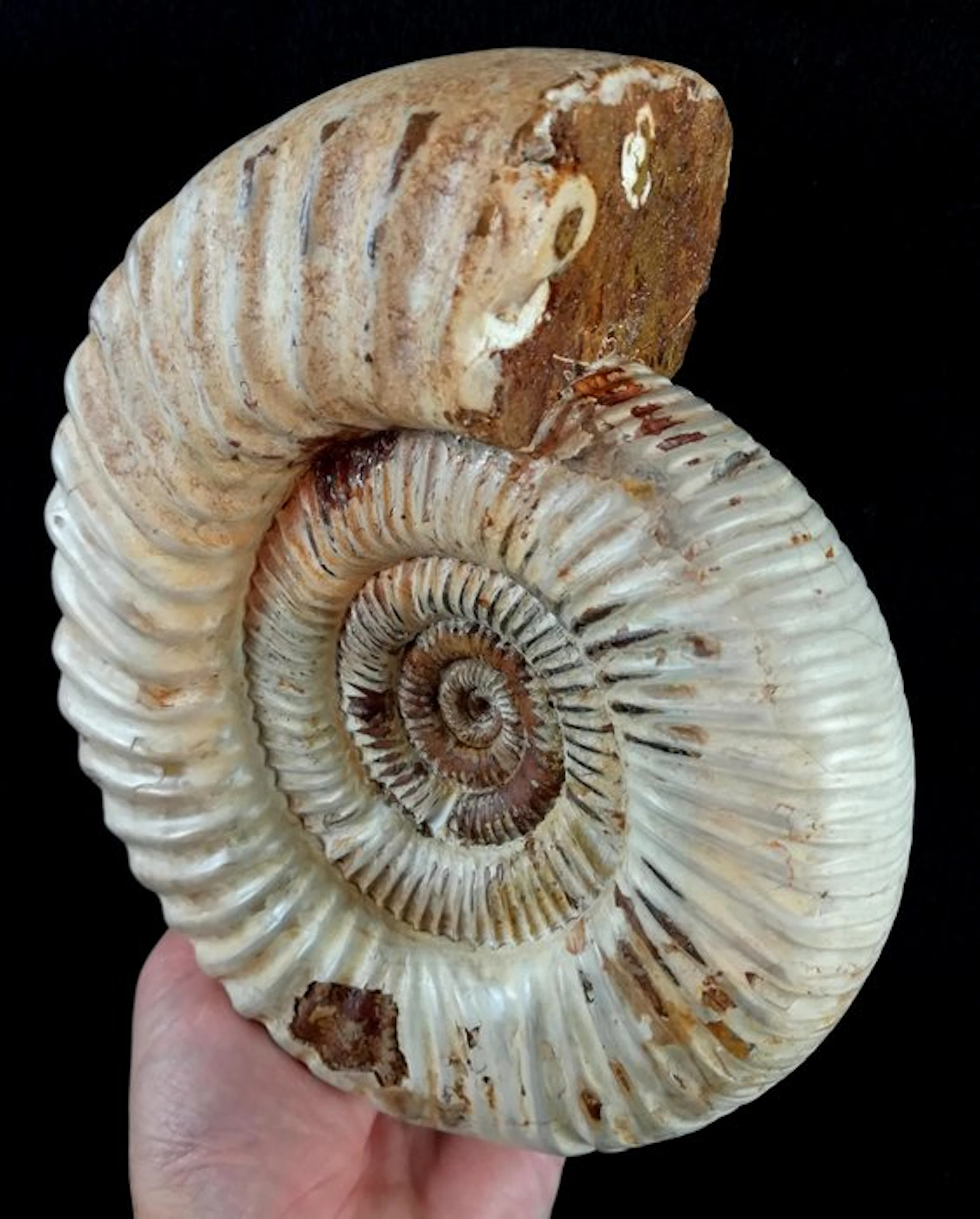 Ammonite - Fossilised animal - Kranosphinctes rabei (Collignon