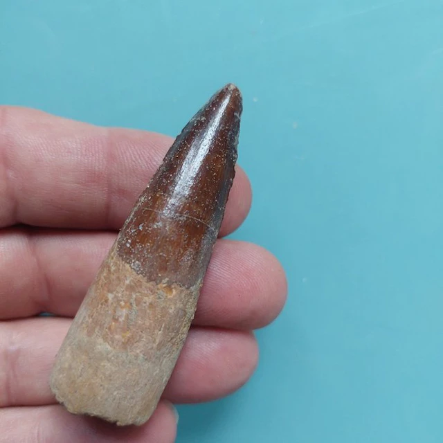 Spinosaur - Fossil tooth - 70 mm - 20 mm