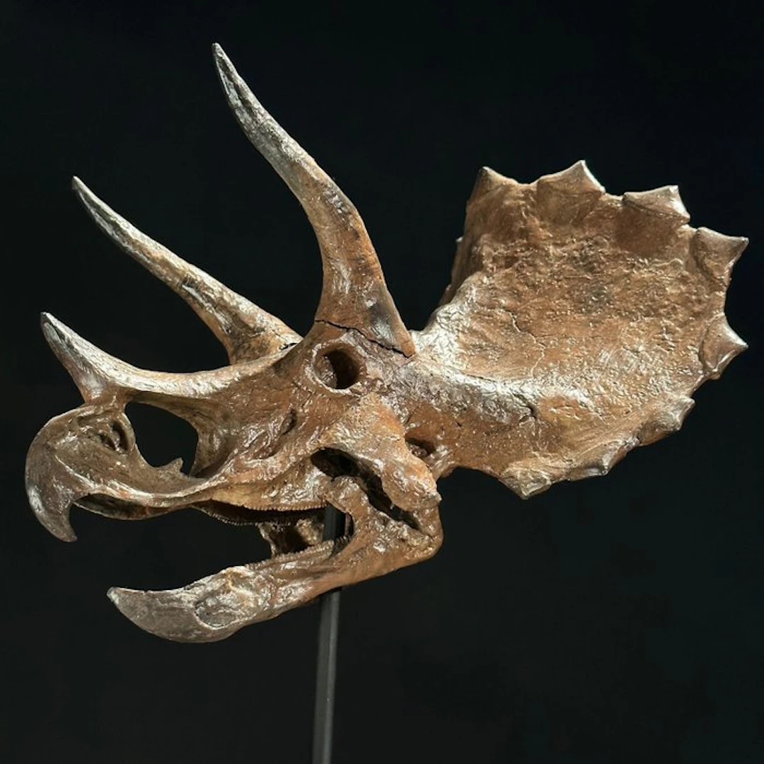 NO RESERVE PRICE - Replica of Dinosaur Skull - Museum...