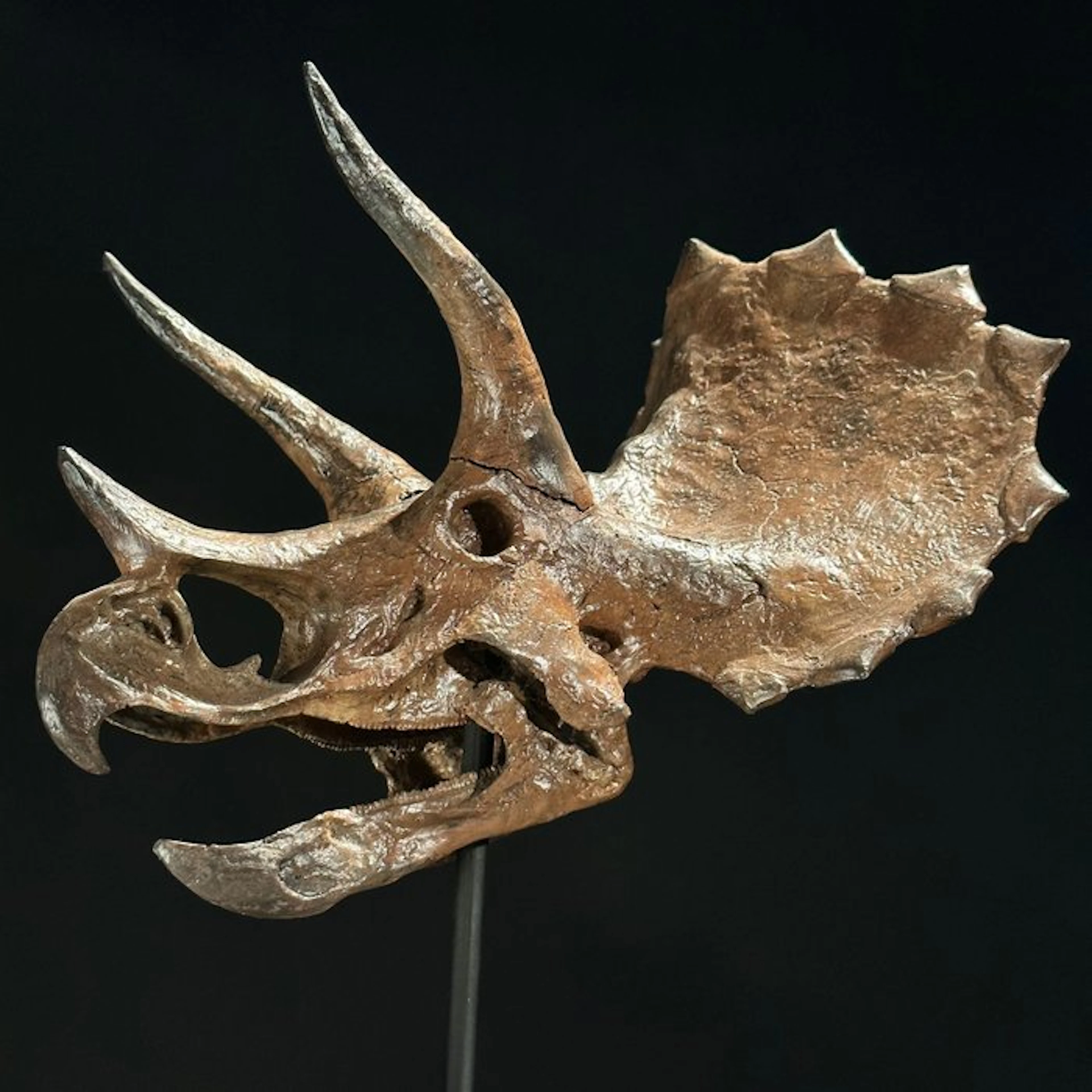 NO RESERVE PRICE - Replica of Dinosaur Skull - Museum...