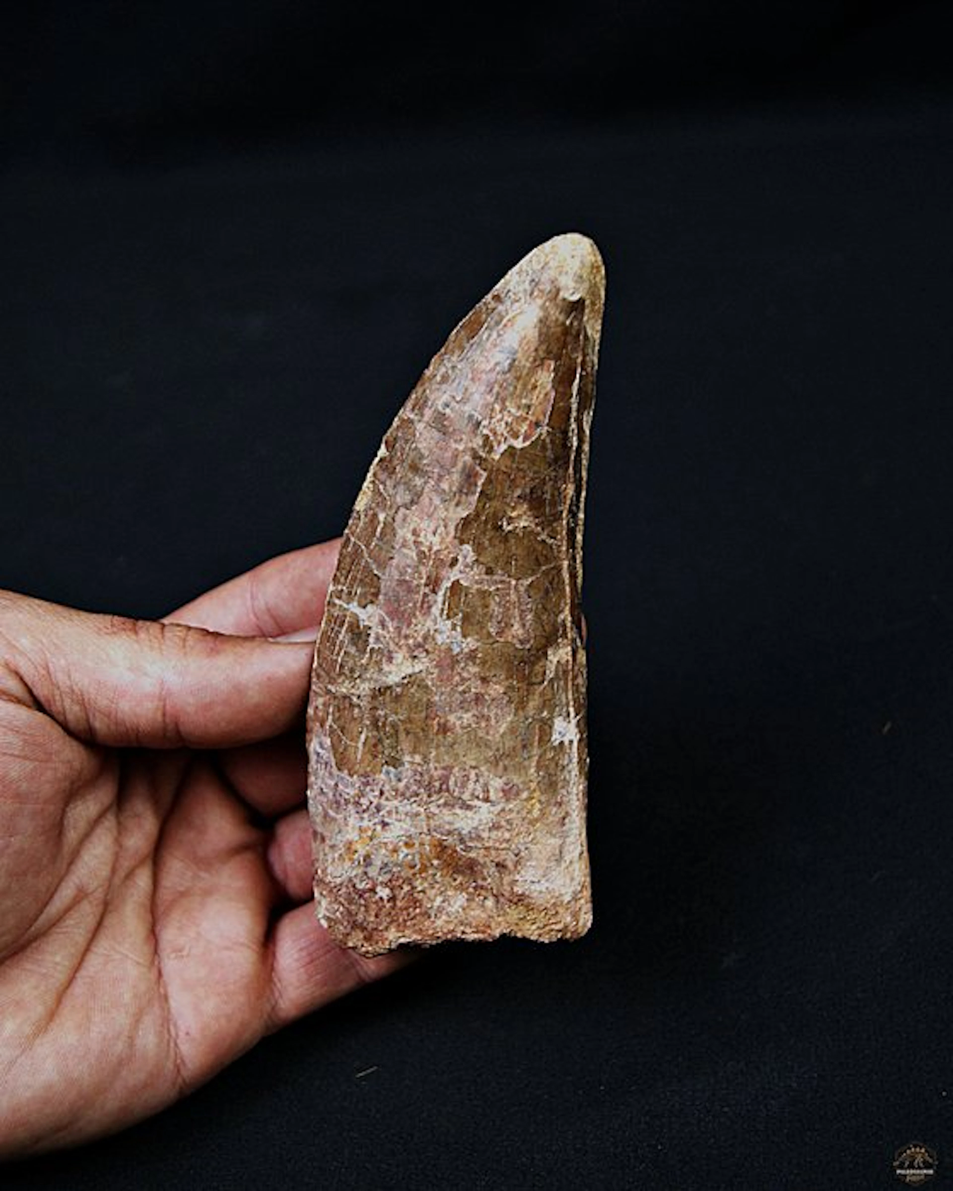 Dinosaur - Fossil tooth - Carcharodontosaurus saharicus - 13.2 cm