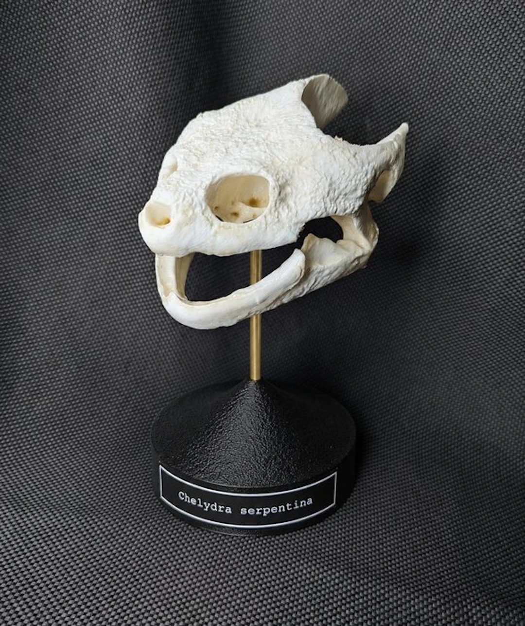 Common Snapping Turtle Skull - (Chelydra serpentina)...