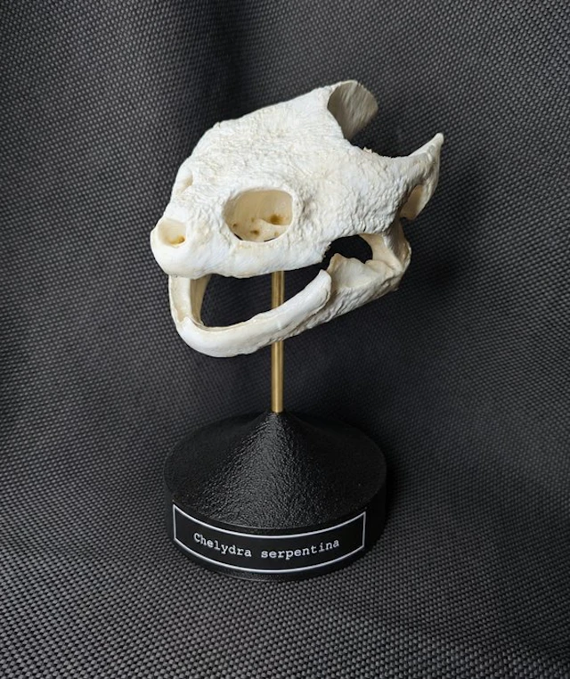 Common Snapping Turtle Skull - (Chelydra serpentina)...