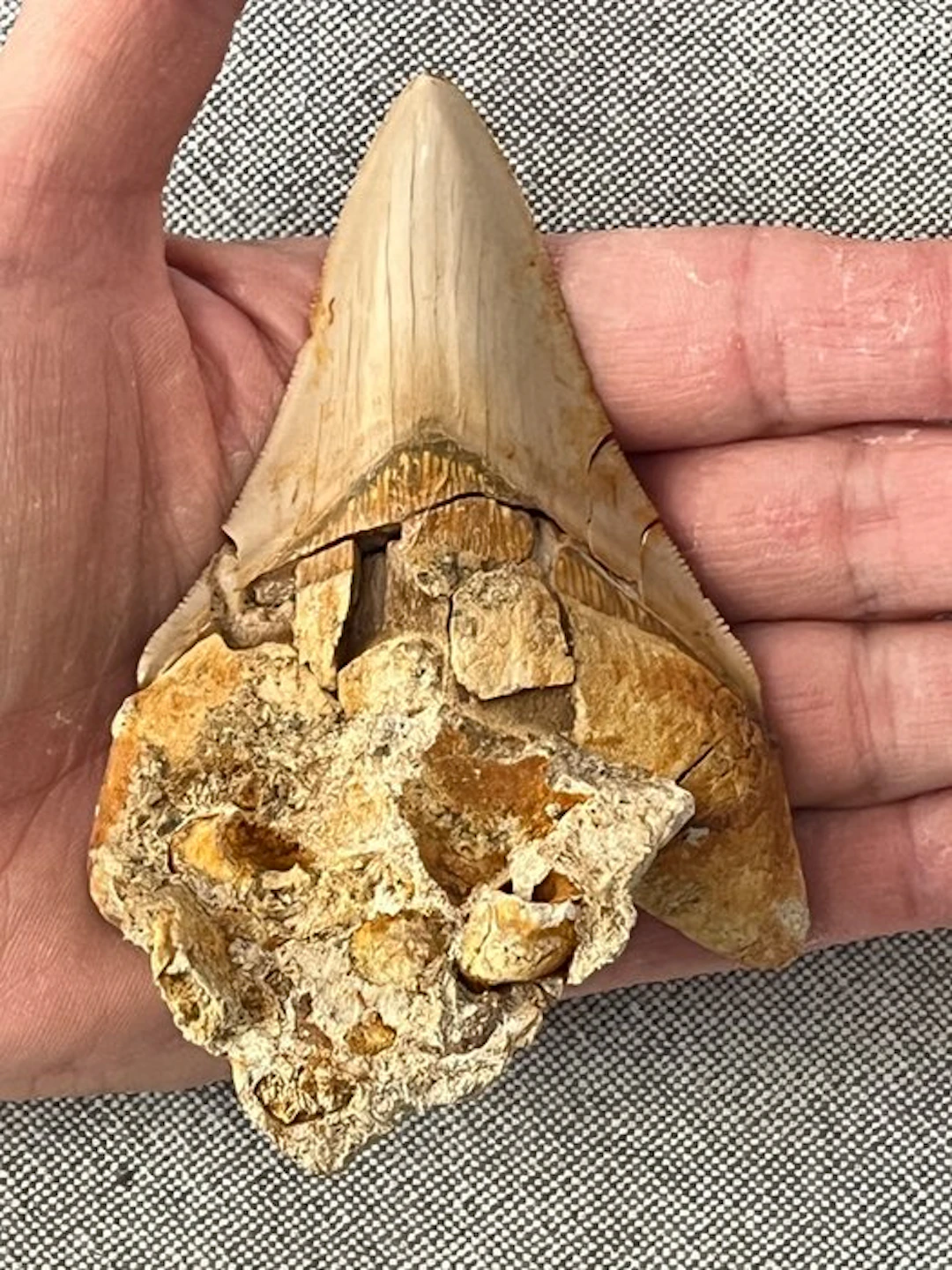 Megalodon tooth 11,1 cm - Fossil tooth - Carcharocles...