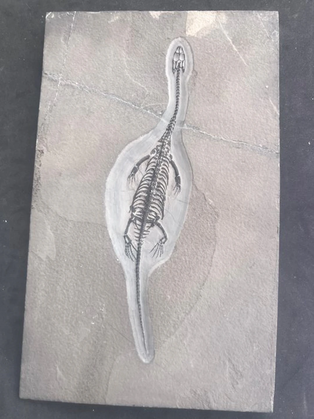 REPLY - Fossilised animal - Keichousaurus - 29.2 cm - 18 cm (No reserve price)