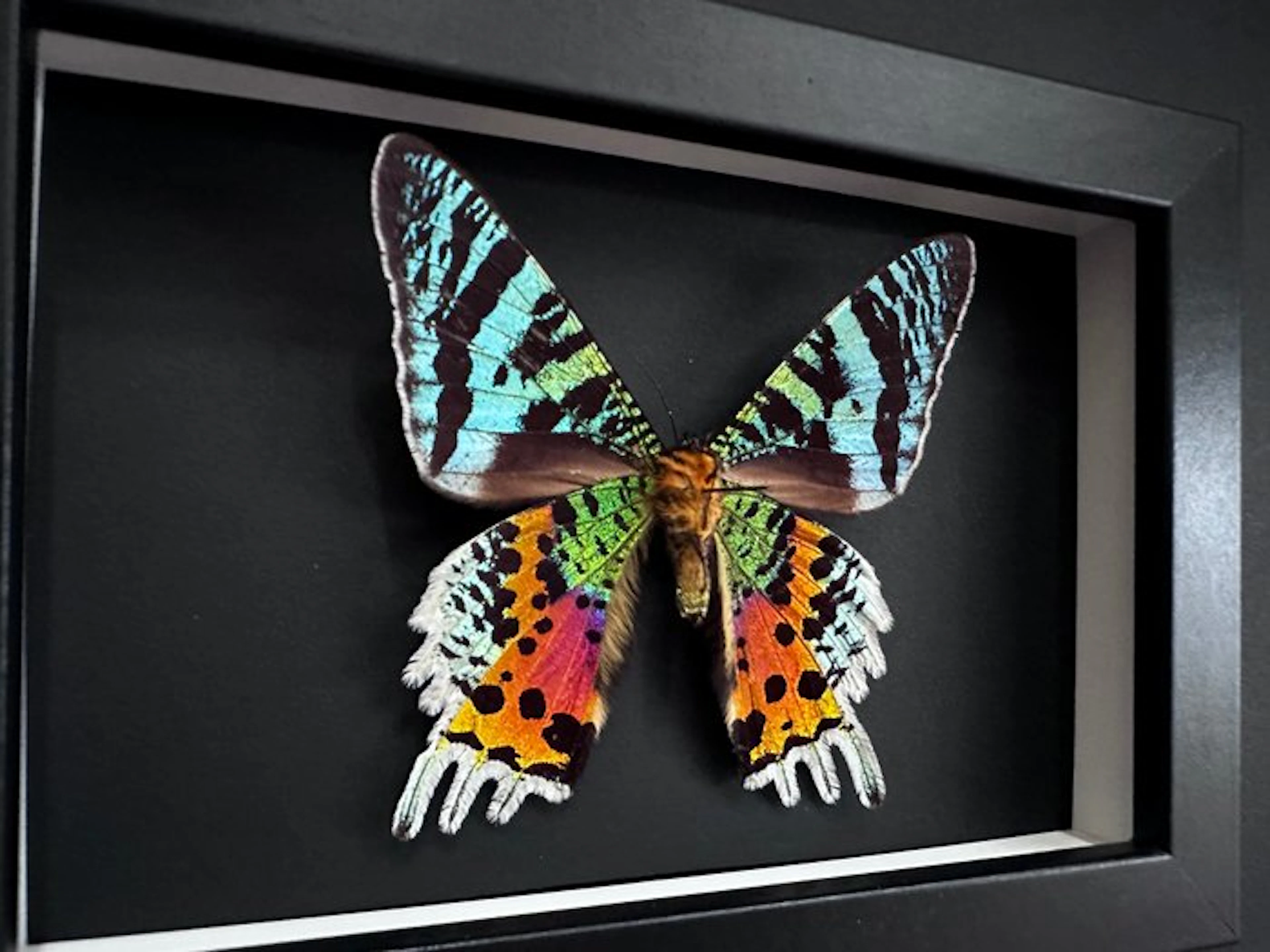 Butterfly Taxidermy full body mount - Urania Ripheus - 15...