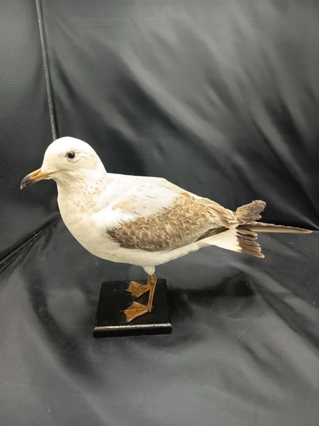Gavina Taxidermy replica mount - Larus canus - 32 cm - 20 cm - 46 cm - 1