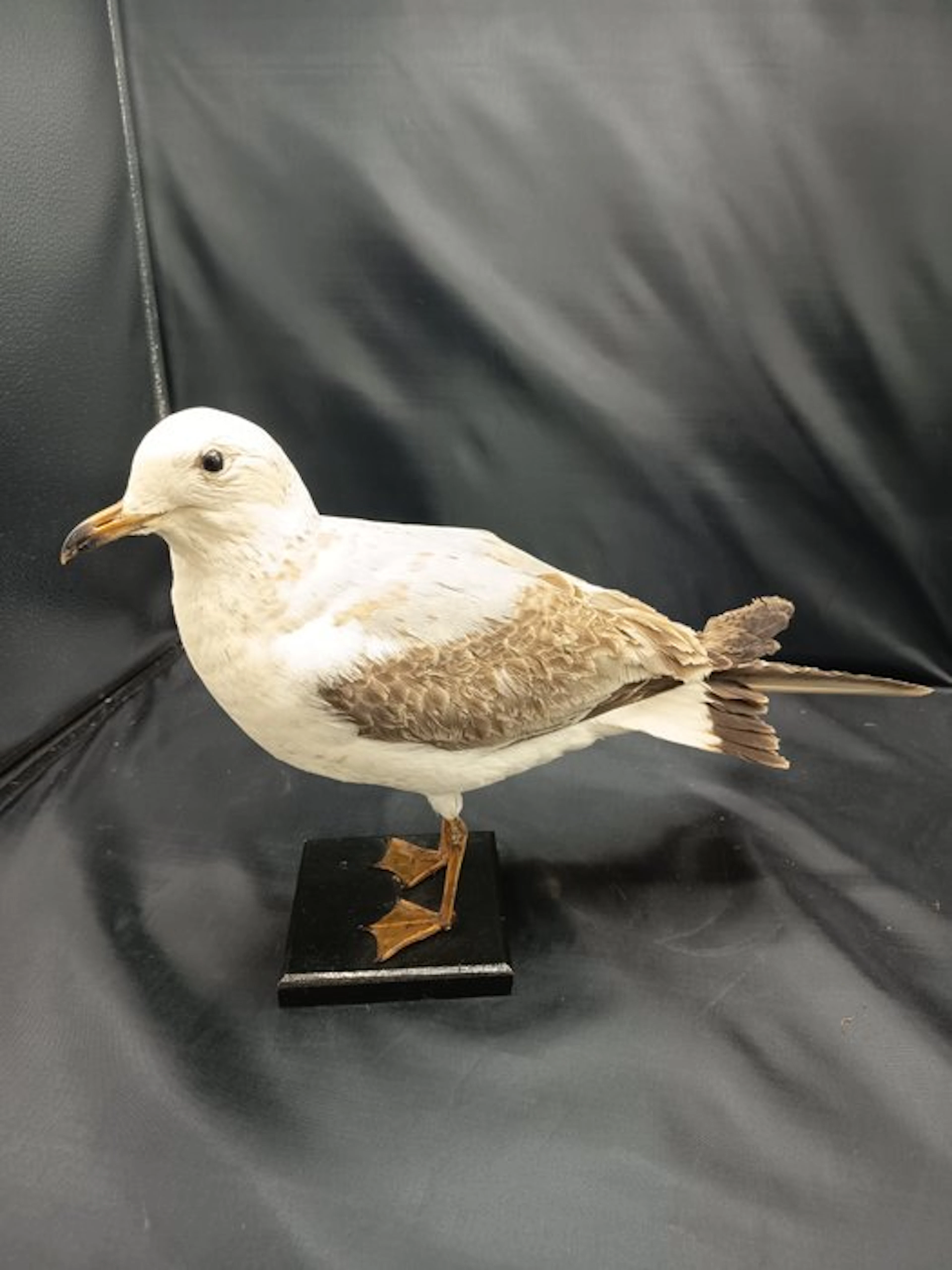 Gavina Taxidermy replica mount - Larus canus - 32 cm - 20 cm - 46 cm - 1