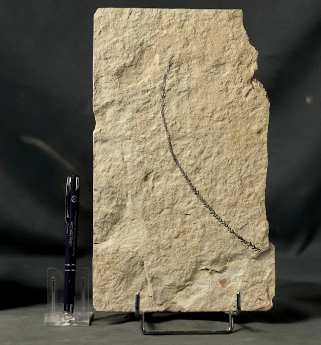 Fine and big fossil plant - - Fossilised plant...