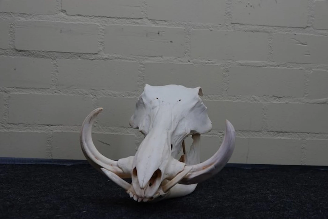 African Warthog Skull - Phacochoerus africanus - 0 cm...