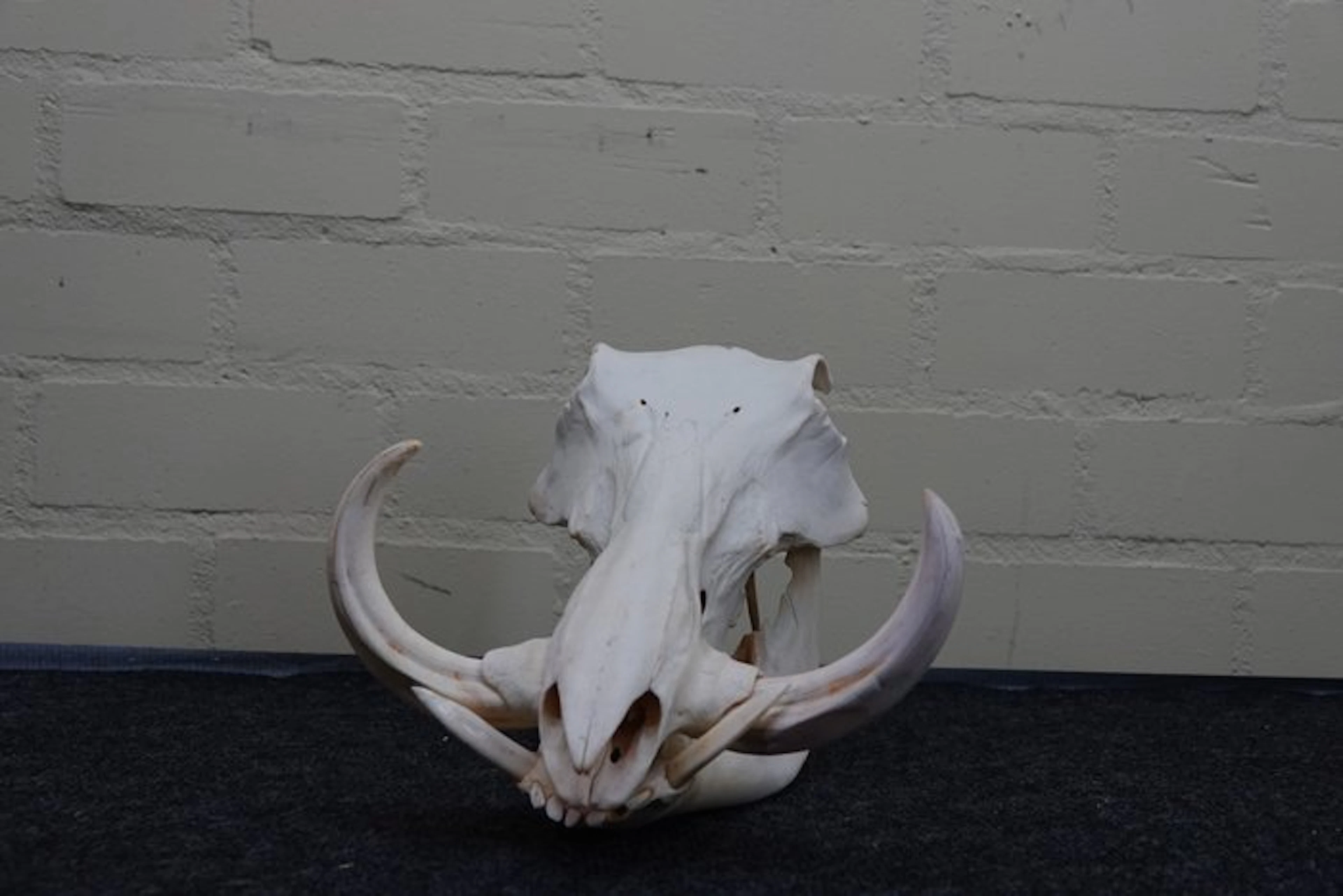 African Warthog Skull - Phacochoerus africanus - 0 cm...