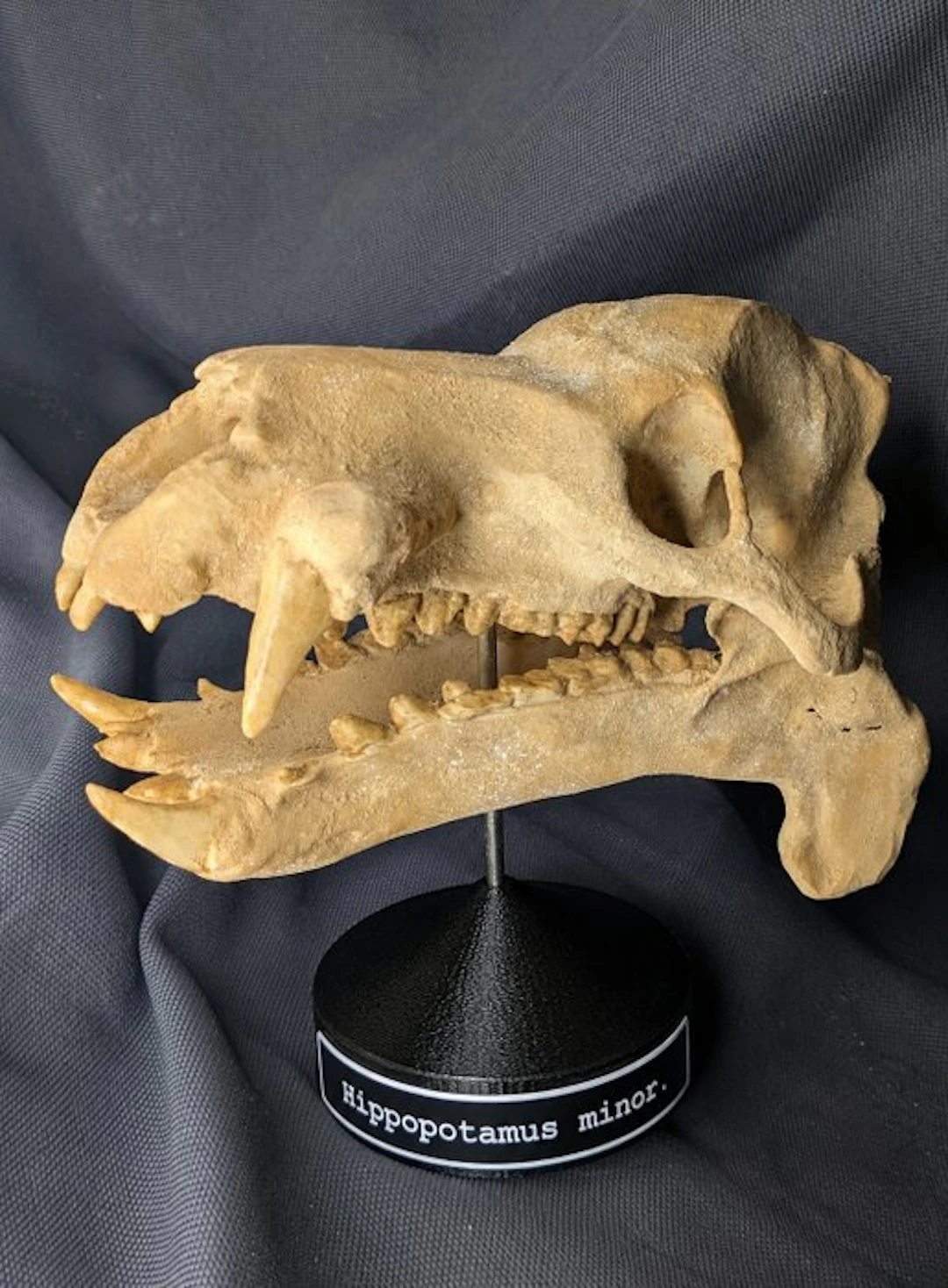 Fossil skull - Hippopotamus minor - smallest hippopotamus...