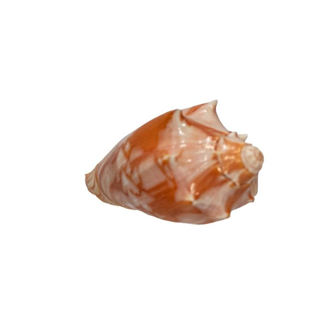 Cymbiola vespertilio (70 mm