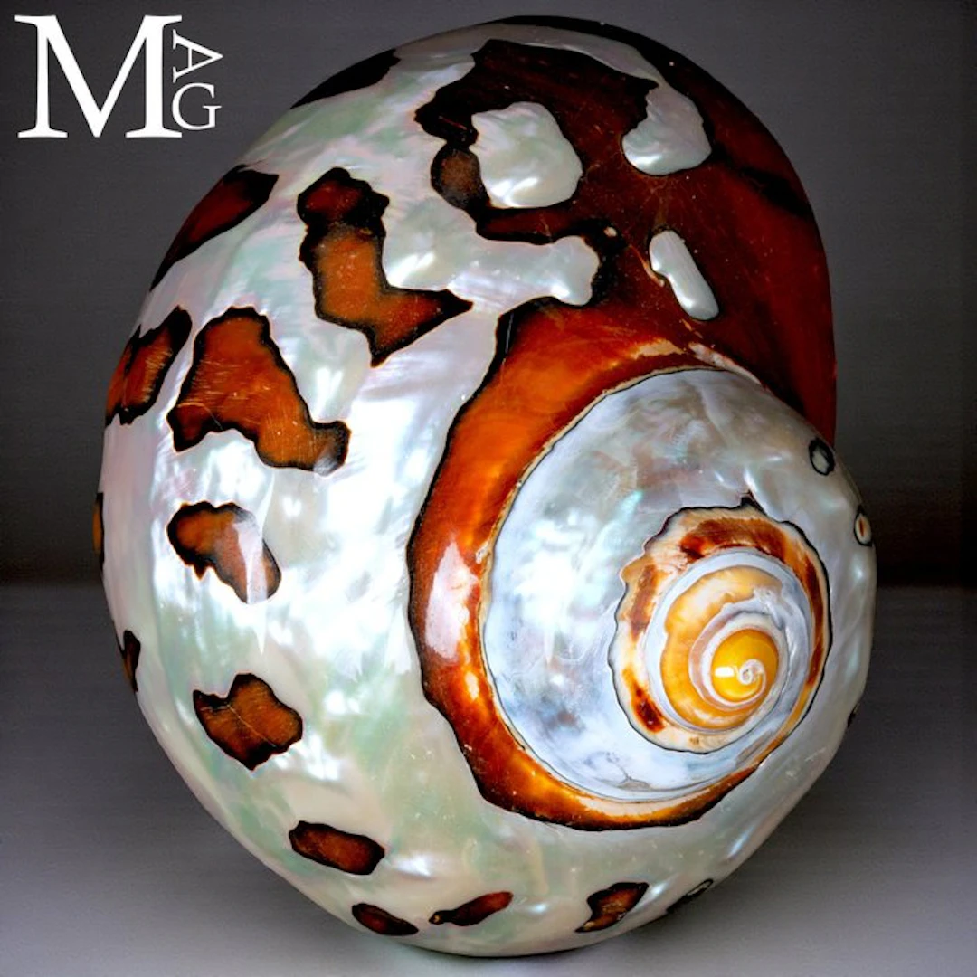 Collectible Shell - Turbo sarmaticus (Linnaeus