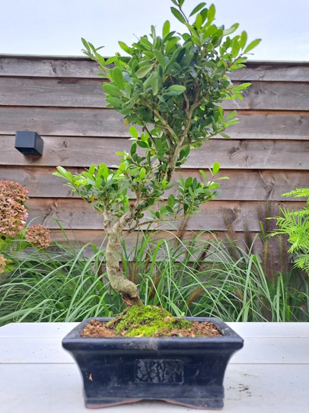 Ilex bonsai (Japanese holly) - Height (Tree): 35 cm...