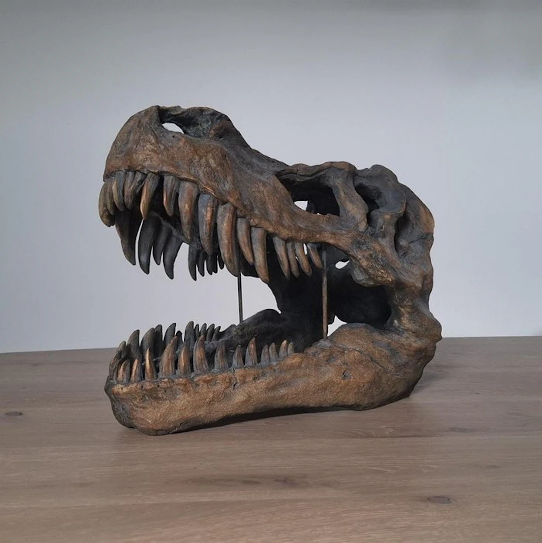 Tyrannosaur Skeleton - Tyrannosaurus rex - 36 cm - 28 cm - 49 cm