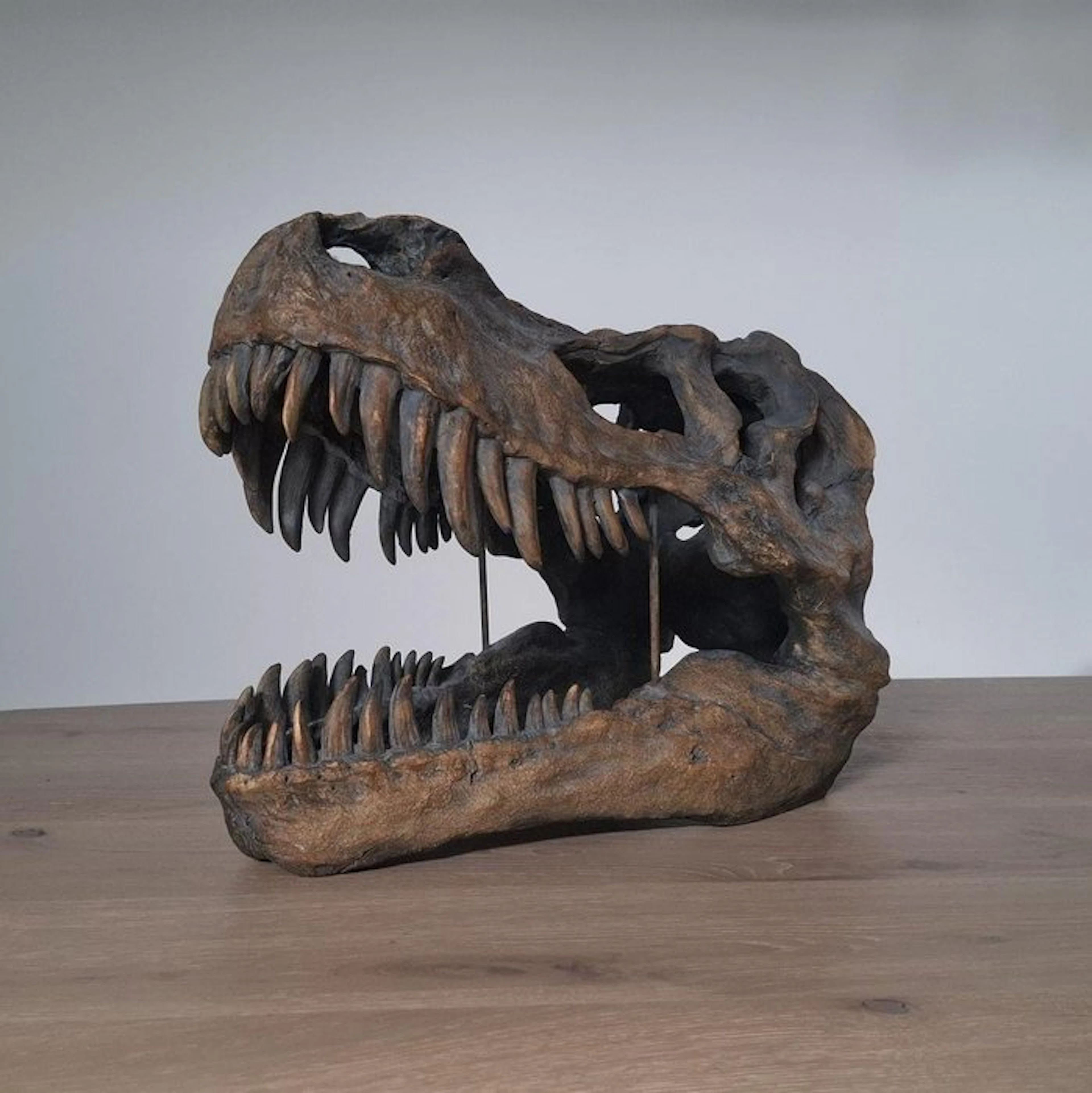 Tyrannosaur Skeleton - Tyrannosaurus rex - 36 cm - 28 cm - 49 cm