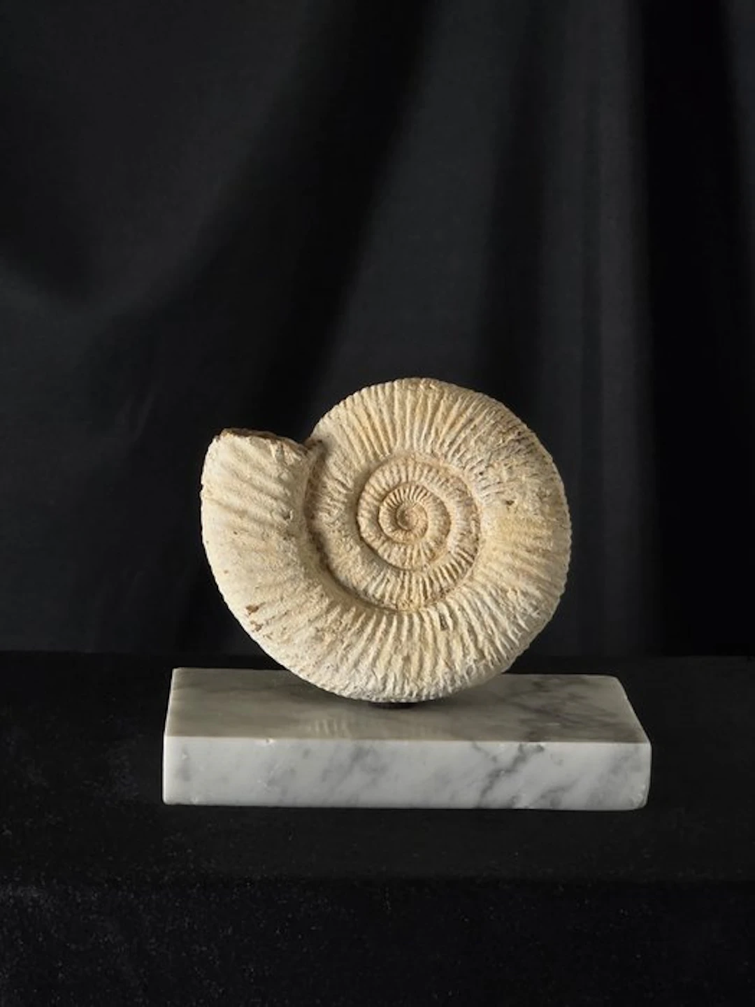 Ammonite - Fossilised animal - Ammonite Mmmsu base di...