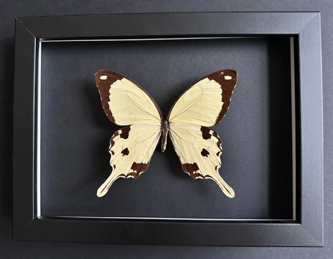Butterfly Taxidermy full body mount - Papilio Dardanus...
