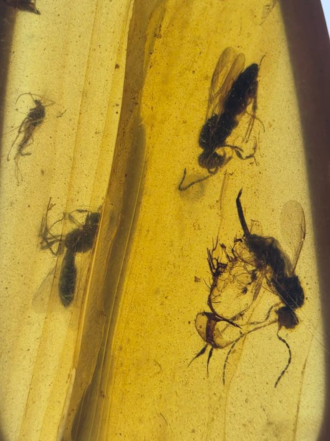 Burmese amber - Amber - Burmese Amber with Insect Inclusions (No reserve price)