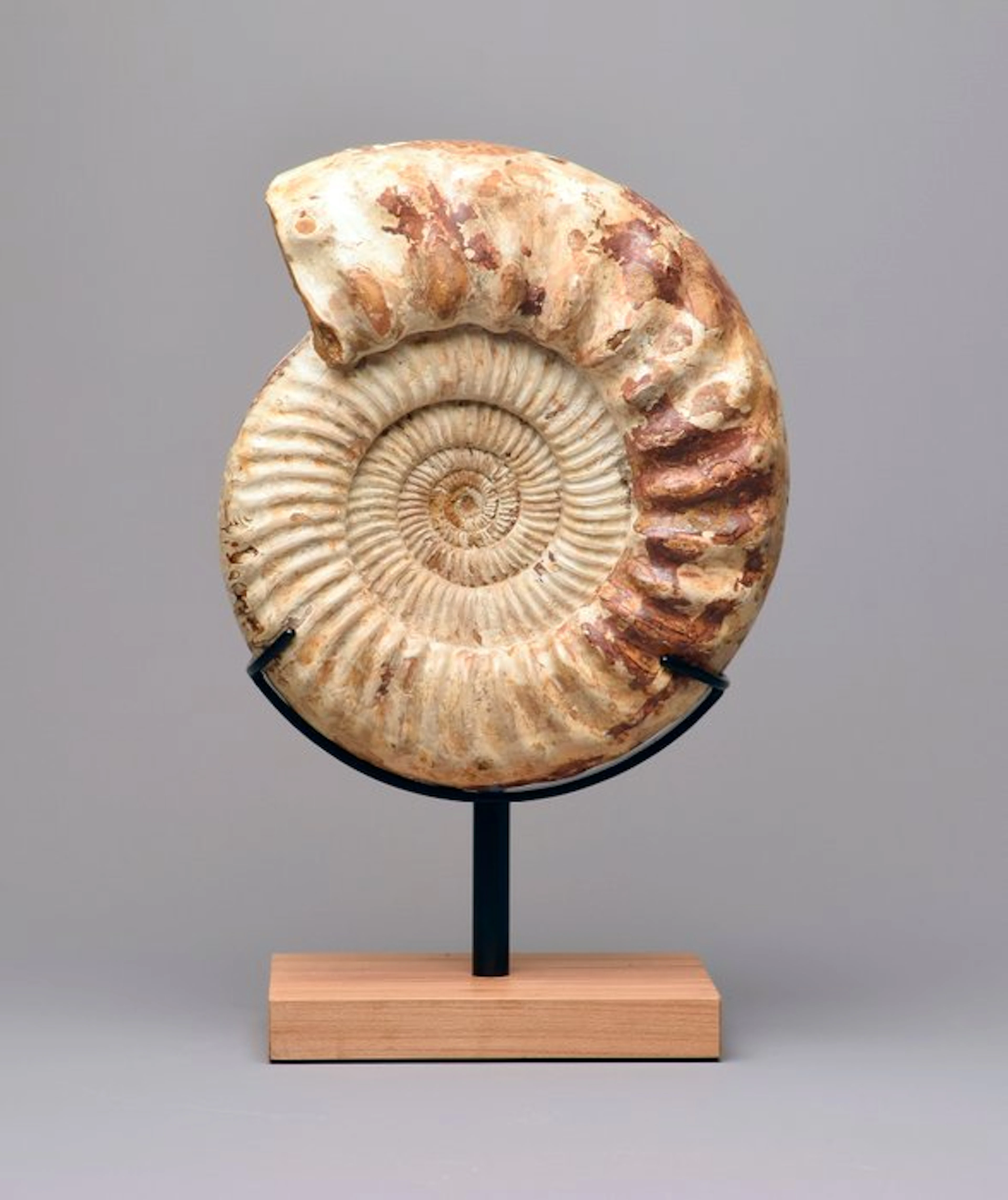 Ammonite - Fossilised animal - Kranaosphinctes sp. - 28 cm