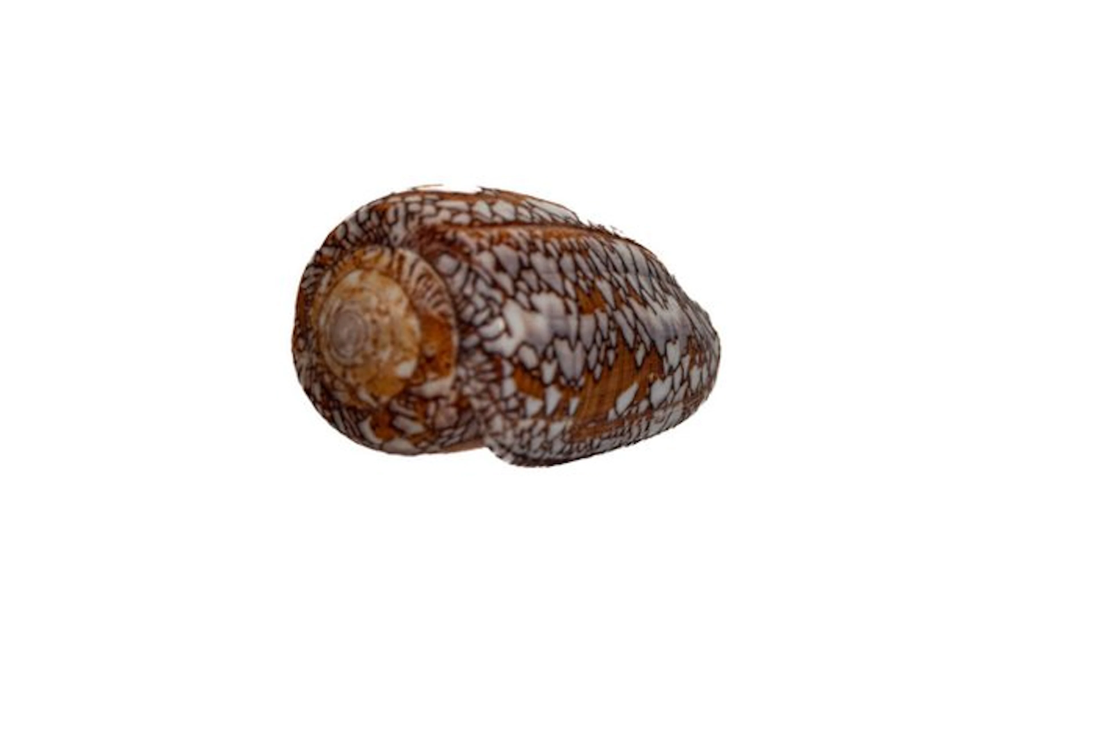 Conus pennaceus | feather cone snail | TOP collector's...