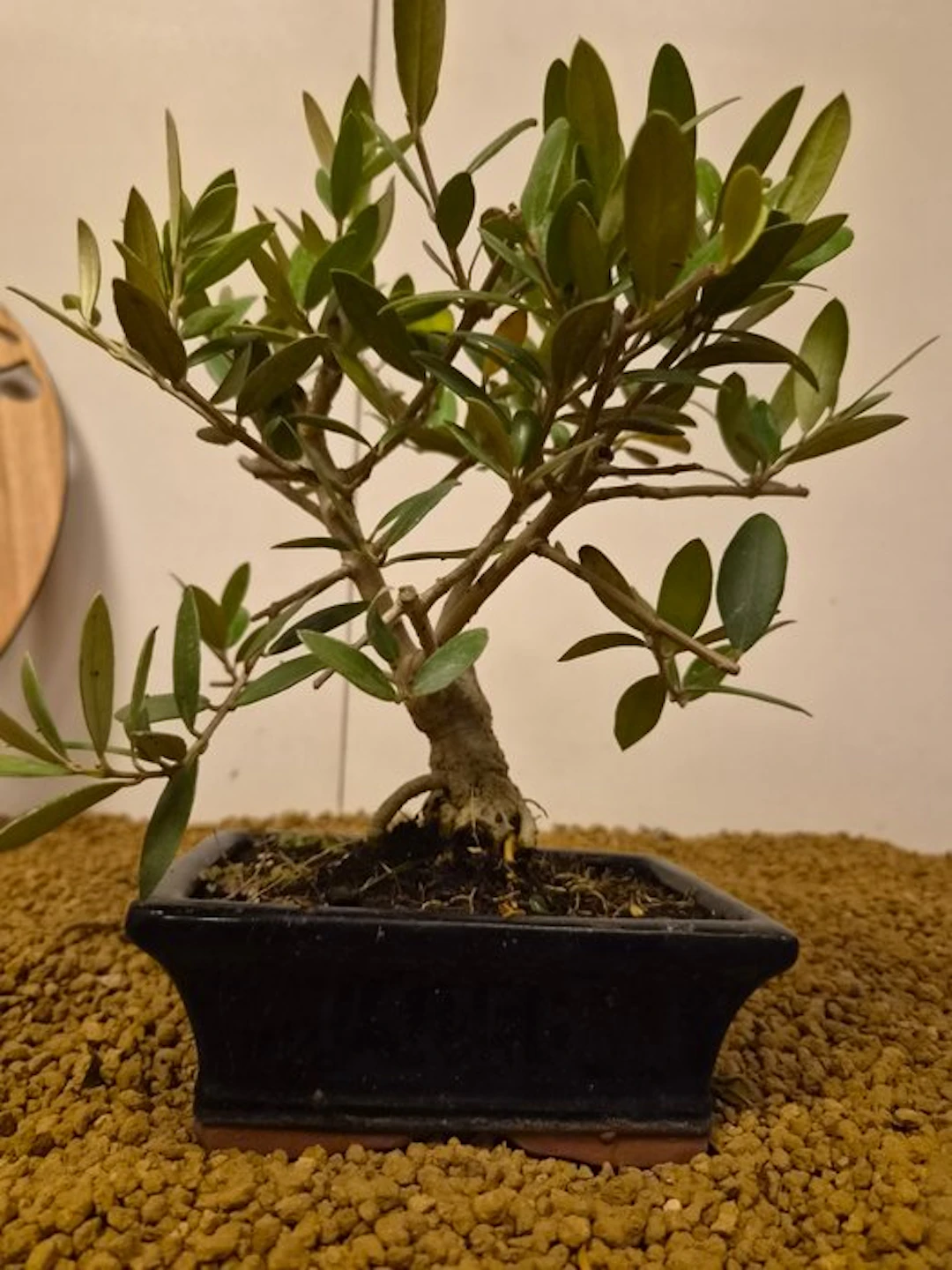 Olive bonsai (Olea europaea) - Height (Tree): 22 cm...