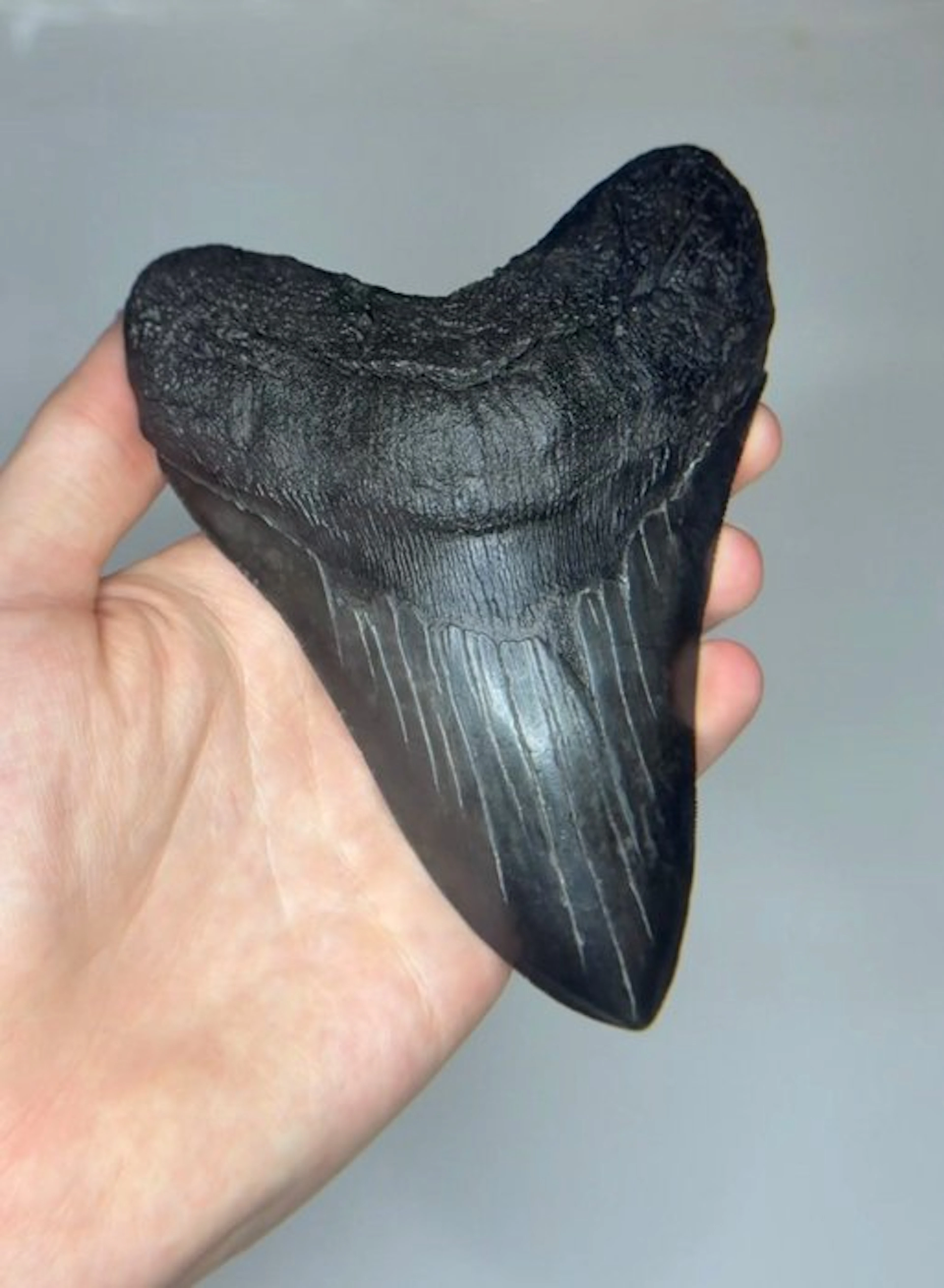 Megalodon - Fossil tooth - Otodus Megalodon - 13.5 cm
