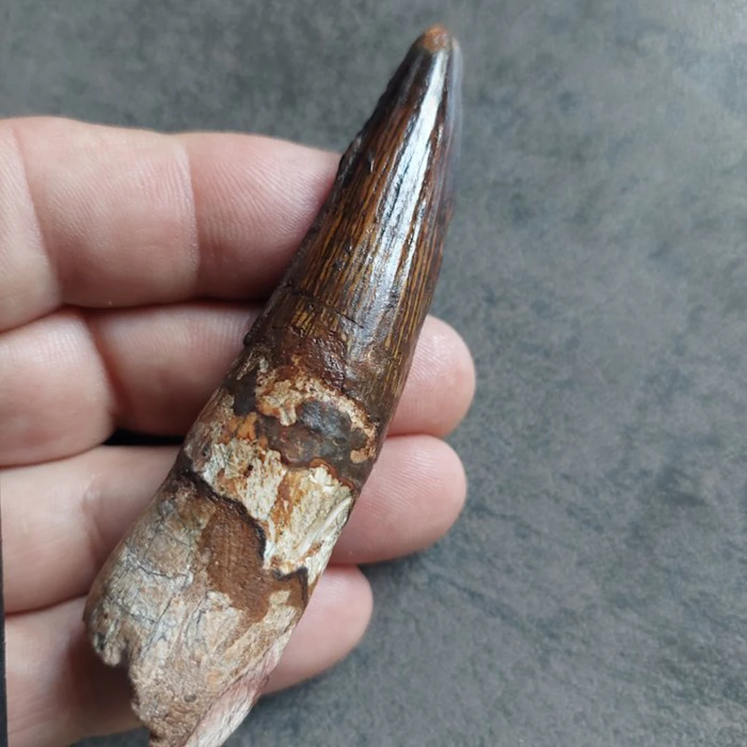 Spinosaur - Fossil tooth - Spinosaurus aegyptiacus - 95 mm - 25 mm